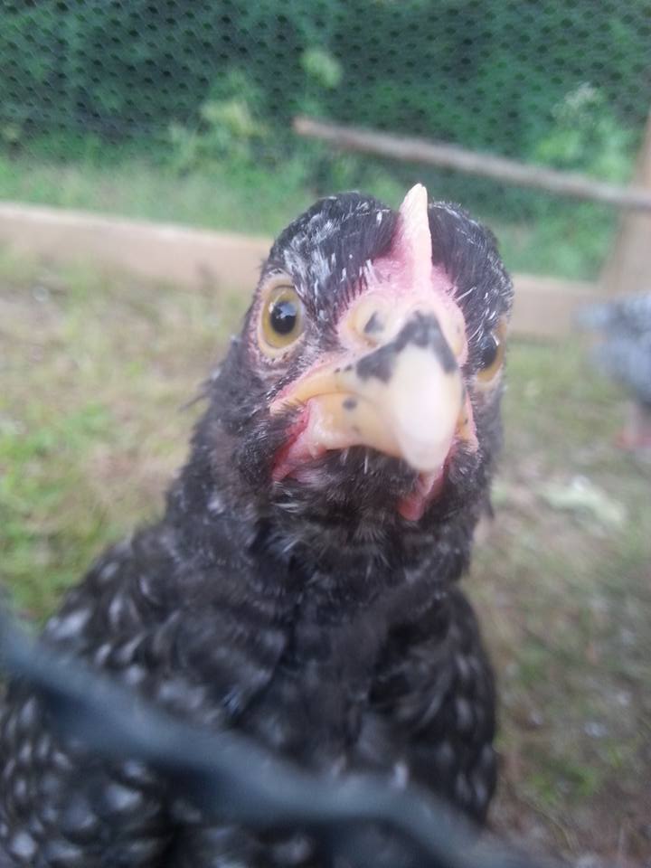 This is my very social Hen Jackie