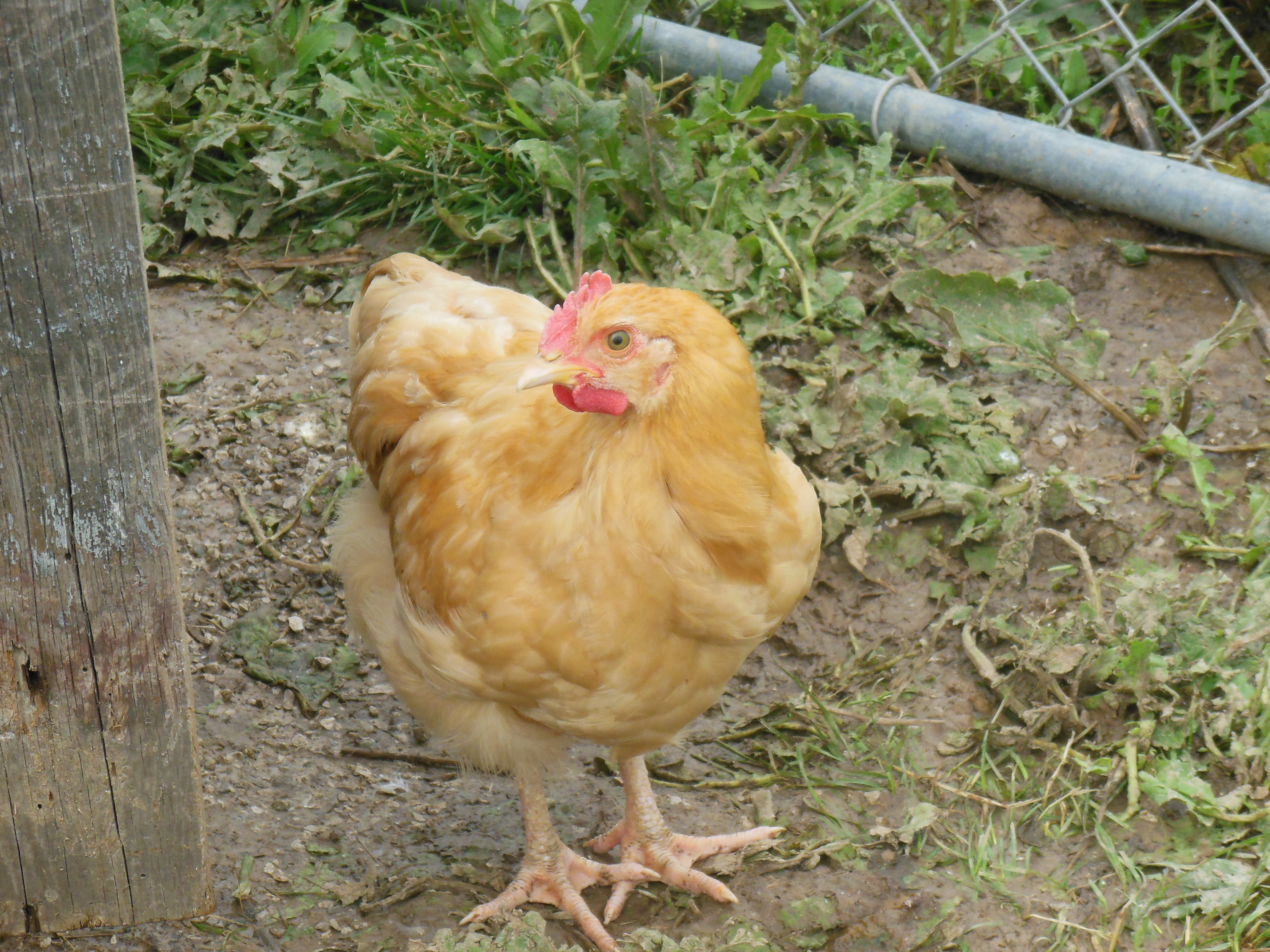 This is my young Buff Orpington Rooster, Nelson