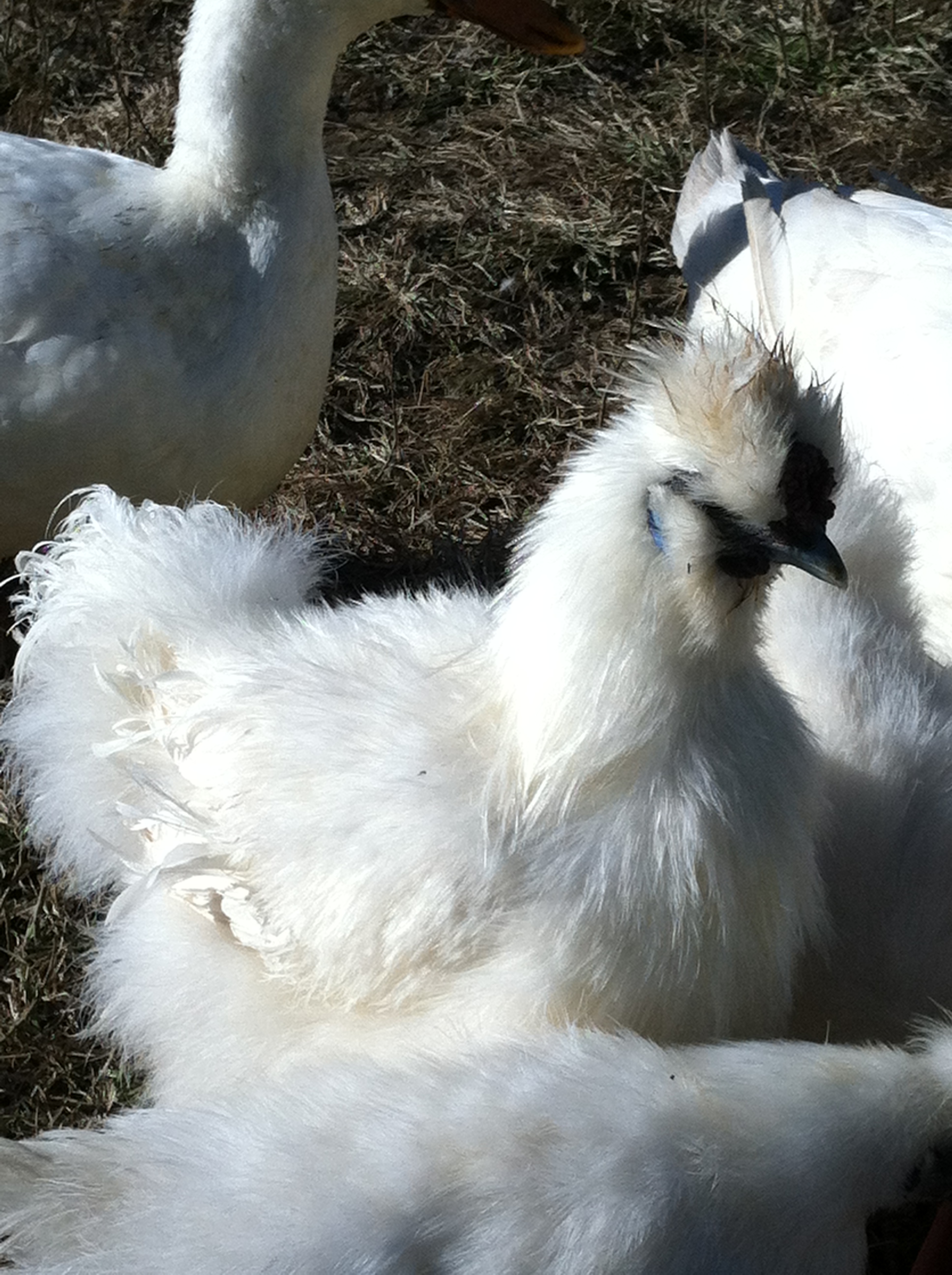 This is my young White silkie roo. He's super sweet and takes very good care of his hens.