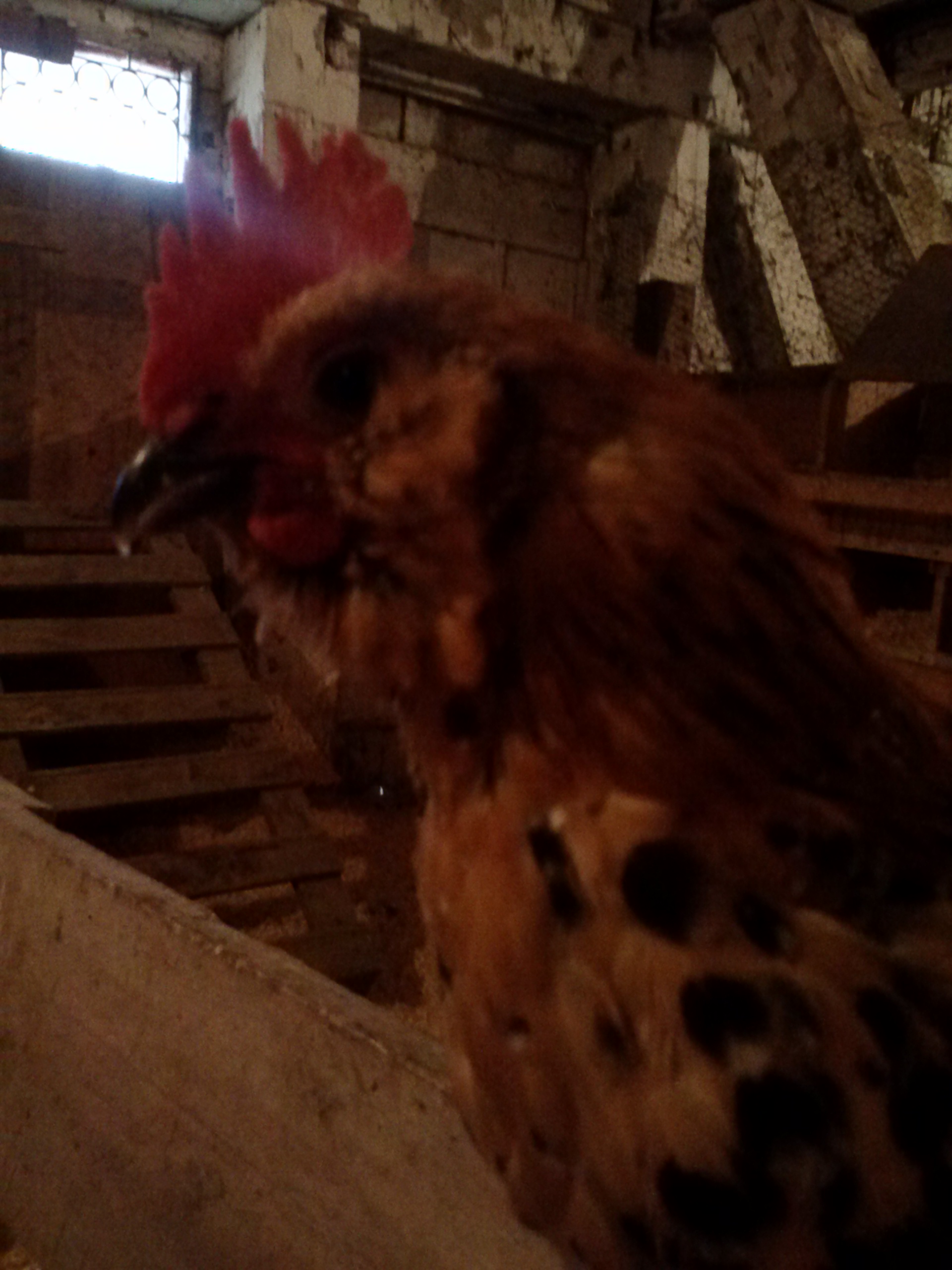 This is my youngest Rooster, Hansel. He is a crooked beak and is doing well!