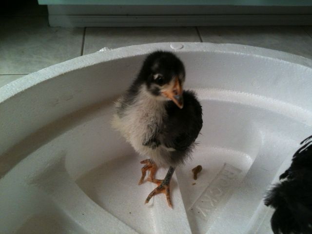 This is Nikki. Born 7-14-2013  Today she and her sister Dixie are 19 days old. 
They are setting on a styro foam washing machine insert, so they weren't slipping around on the tile floor.