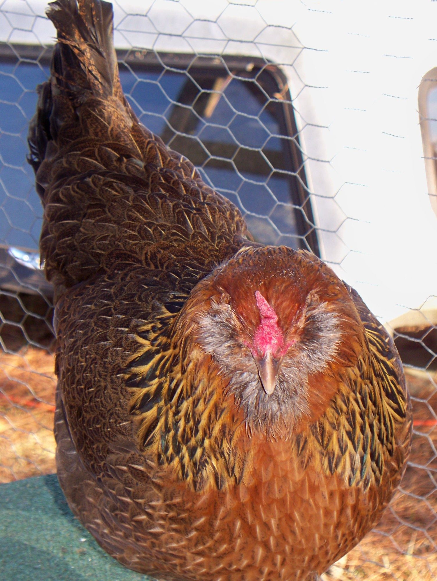 This is nine month old Ginger from MPC. She too lays mint green eggs.She does the eagle squat we call it, all the time.She too is a EE.     Year old now.