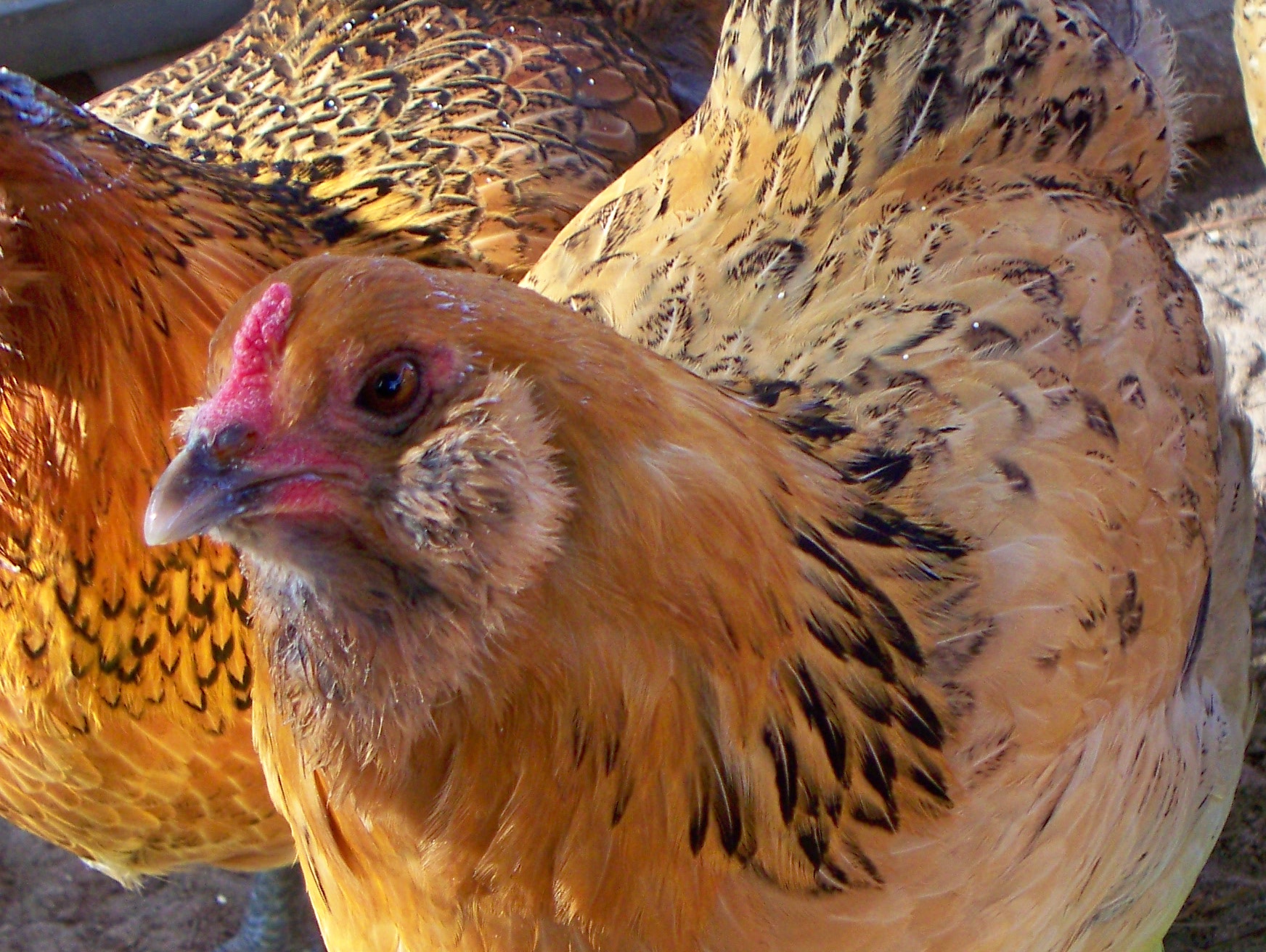 This is nine month old Paige from MPC. Also an EE. She was the first to lay on Halloween. She lays mint green eggs. Eats any thing you got.    Year old now.