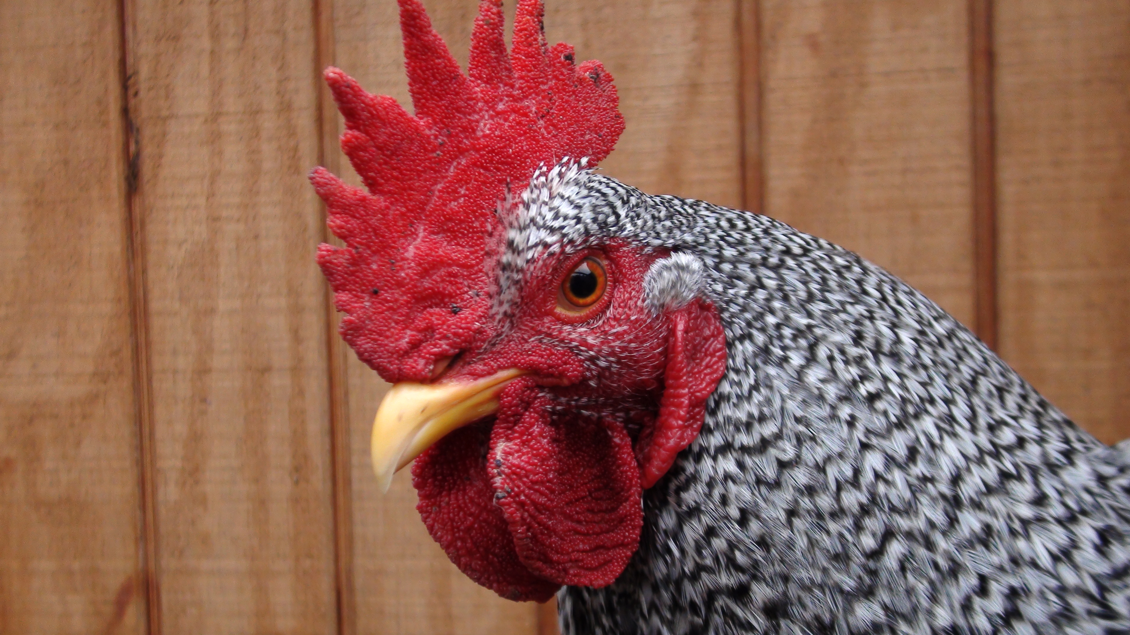 This is "ninja", a Plymouth barred rock
