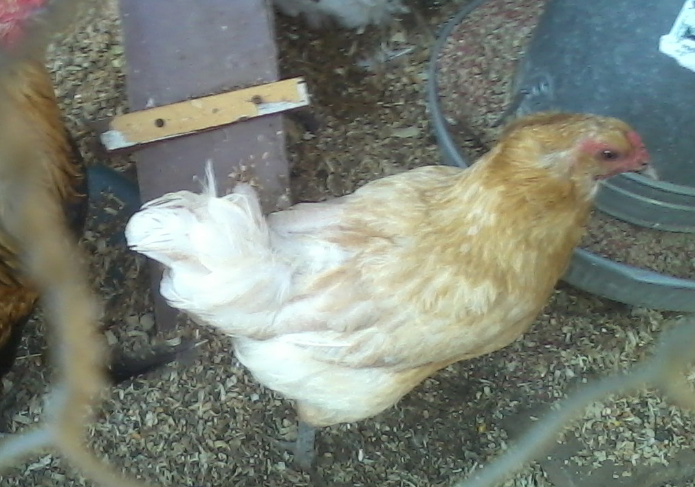 This is not a Buff Orpington as I thought! Blondie is what they call a New Ameraucana. No wonder green eggs.   She is definitely the dominant chicken. She harasses the other hens. I had to move my barred rock to the other side of the coop and separate Blondie out because she is so mean spirited. Luckily Big Boy has her minding her manners!
