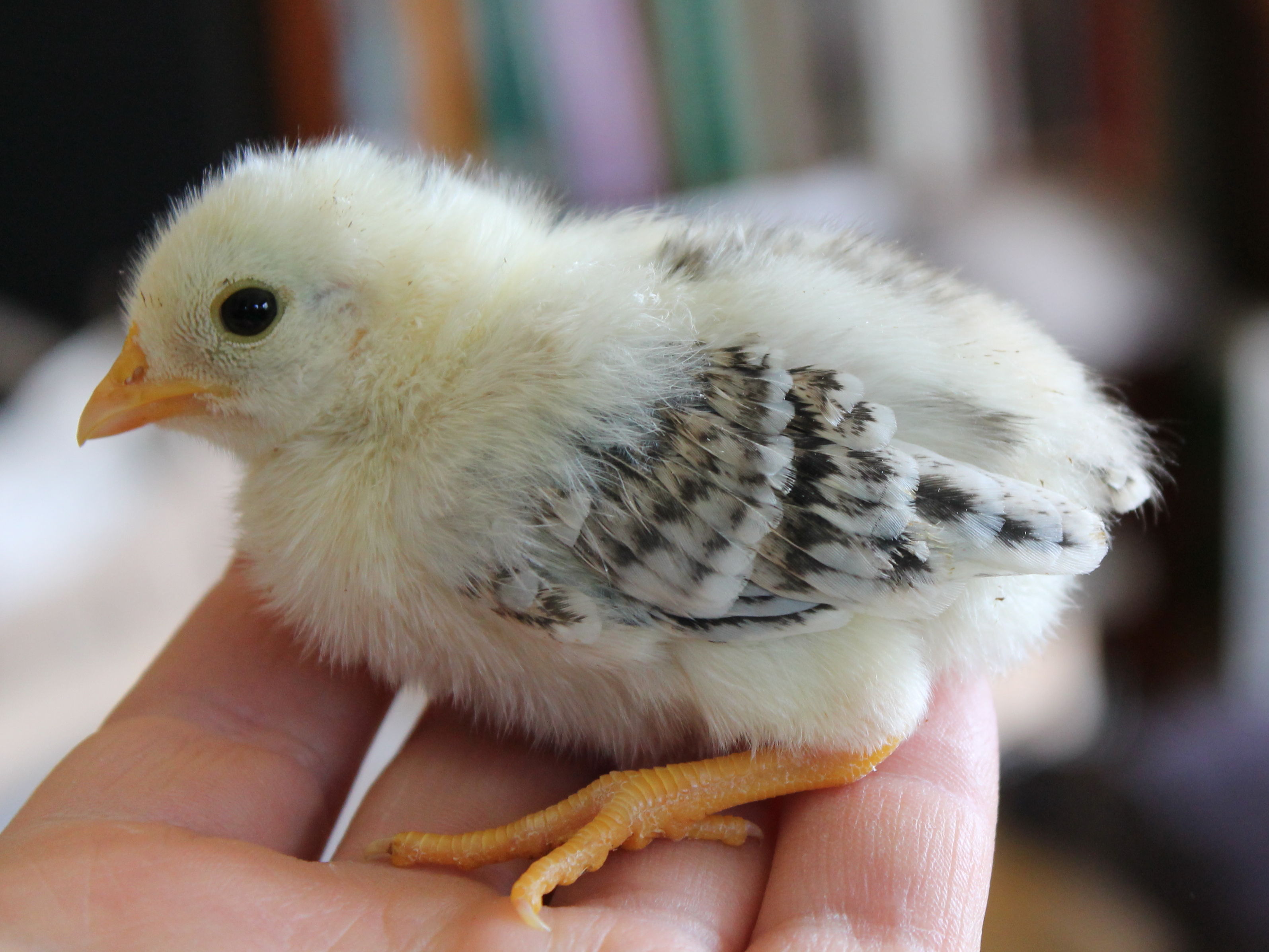 This is not a Red Quill, but rather a cross between a Silver Duckwing Amercian Game Bantam and a Dun Sport (Khaki) from a line of Pumpkin mini-games.