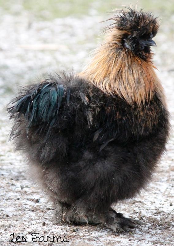 This is not my Silkie but he looks very similar to the l have.
The little black Silkie that have called Chipper now looks like this Partridge Silkie here.
Please tell me if you think this Silkie is good enough to show.