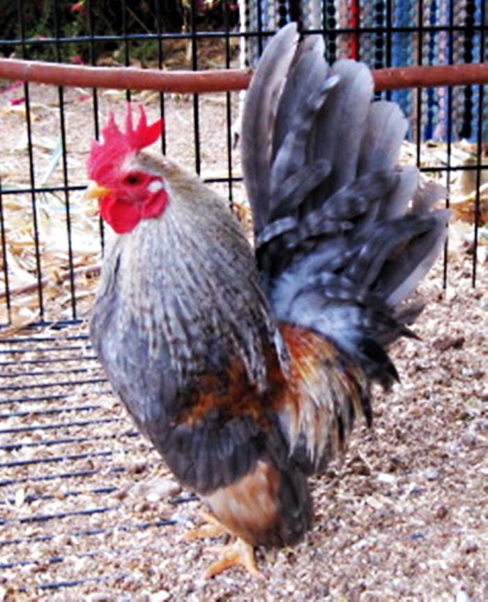 This is not our bird, we brought him in as an egg...hatched and reared by us, we are testing him with some of our hens.