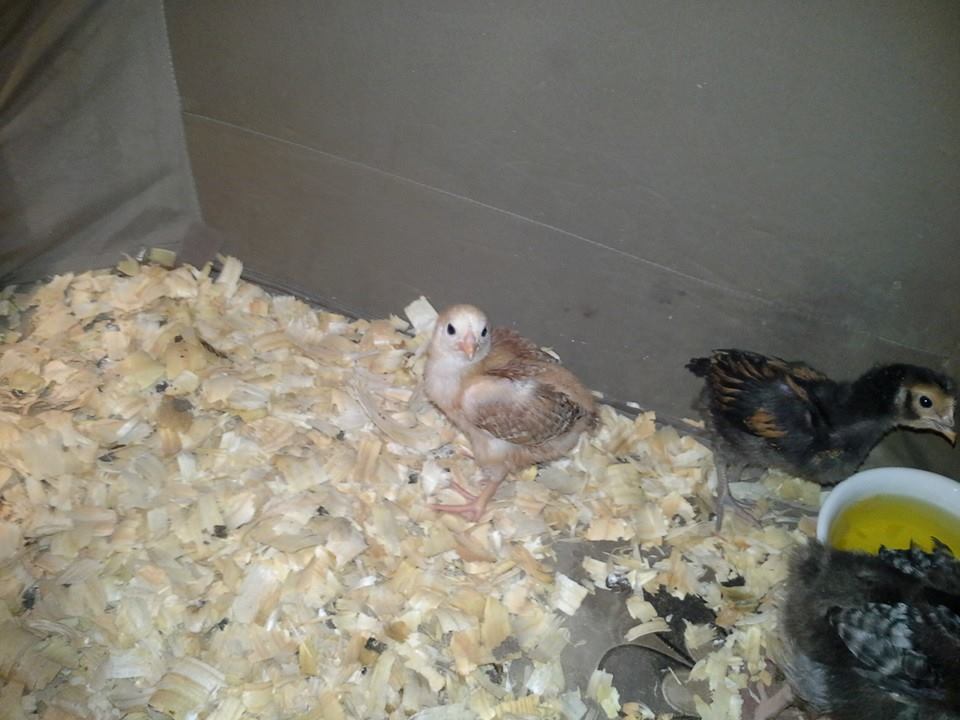 This is number 2 of the 3 EE type I now own. She is slightly darker than Sunshine. Havent named her just yet.