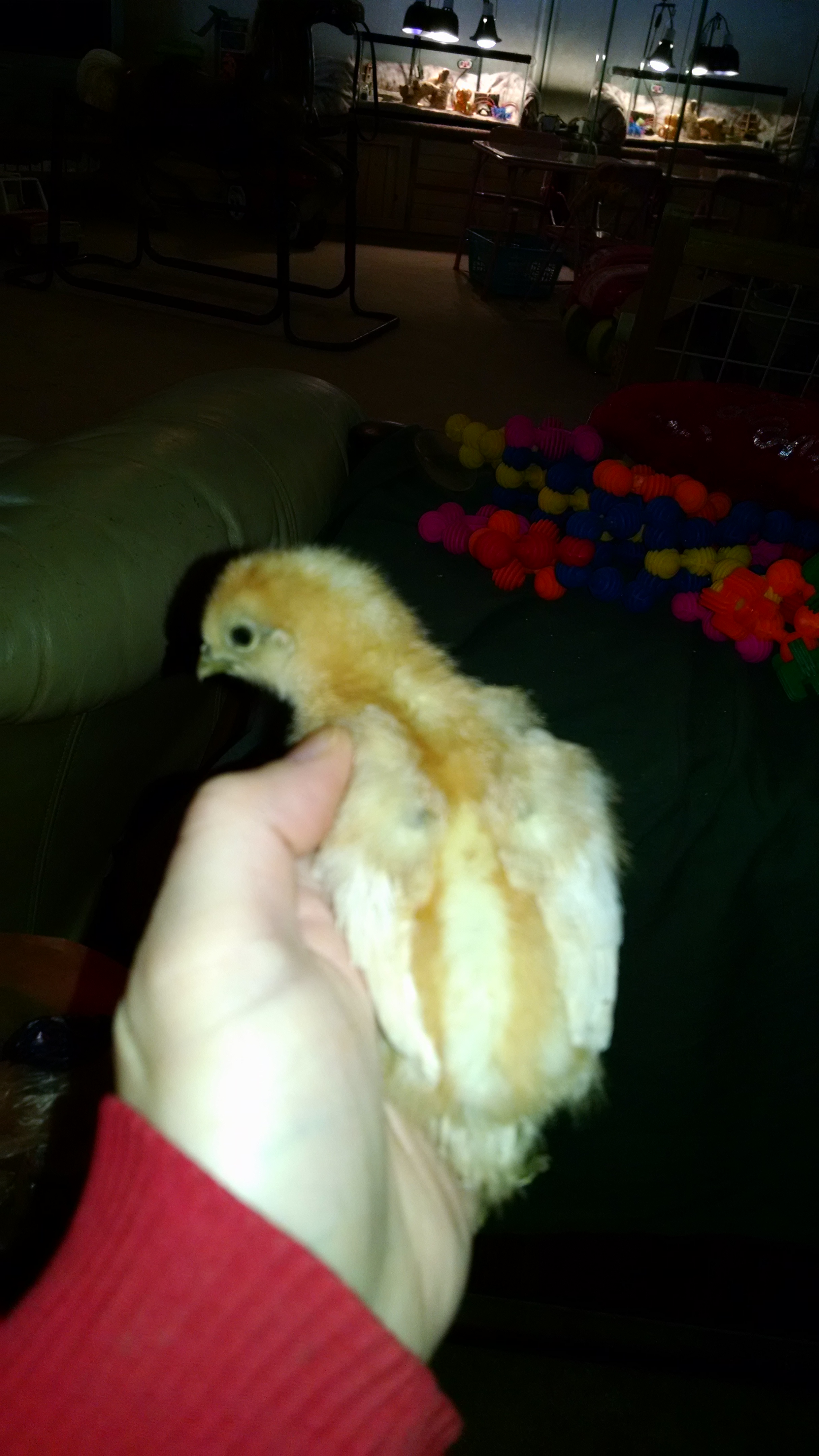 This is Oddball. born 5/07/16. it has one foot with 5 toes and one foot with 4 toes. Silkie/EE cross breed.