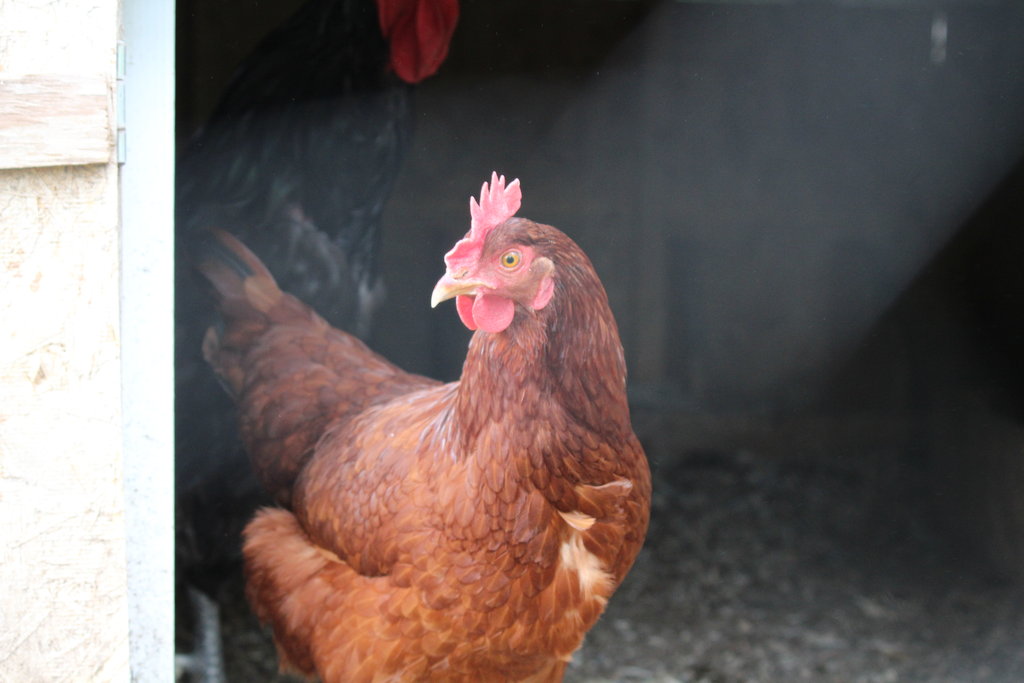 This is of my now year-old Rhode island red hen posing in the doorway.
