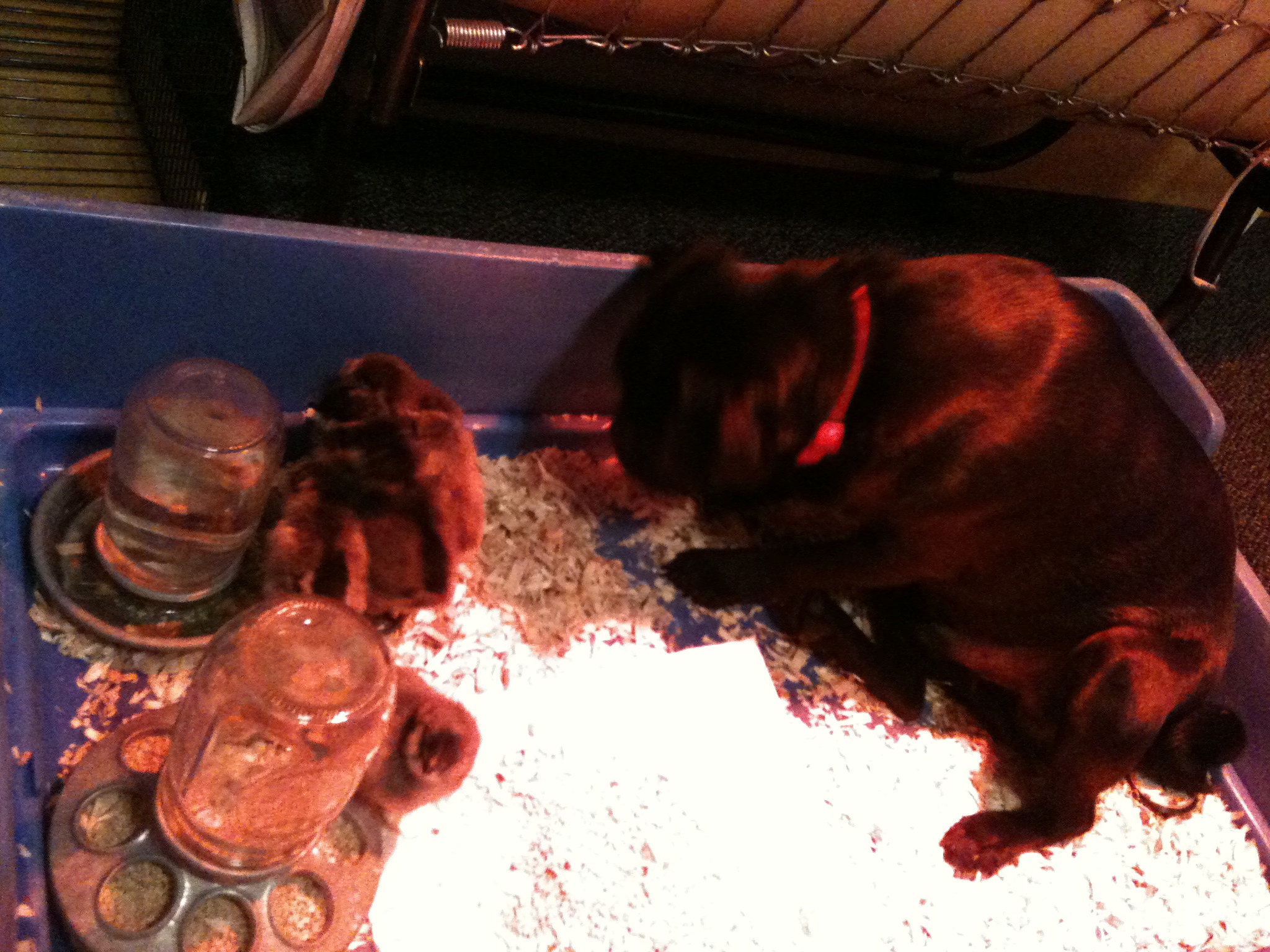 This is Olie, my Pug, he loves the new chicks.