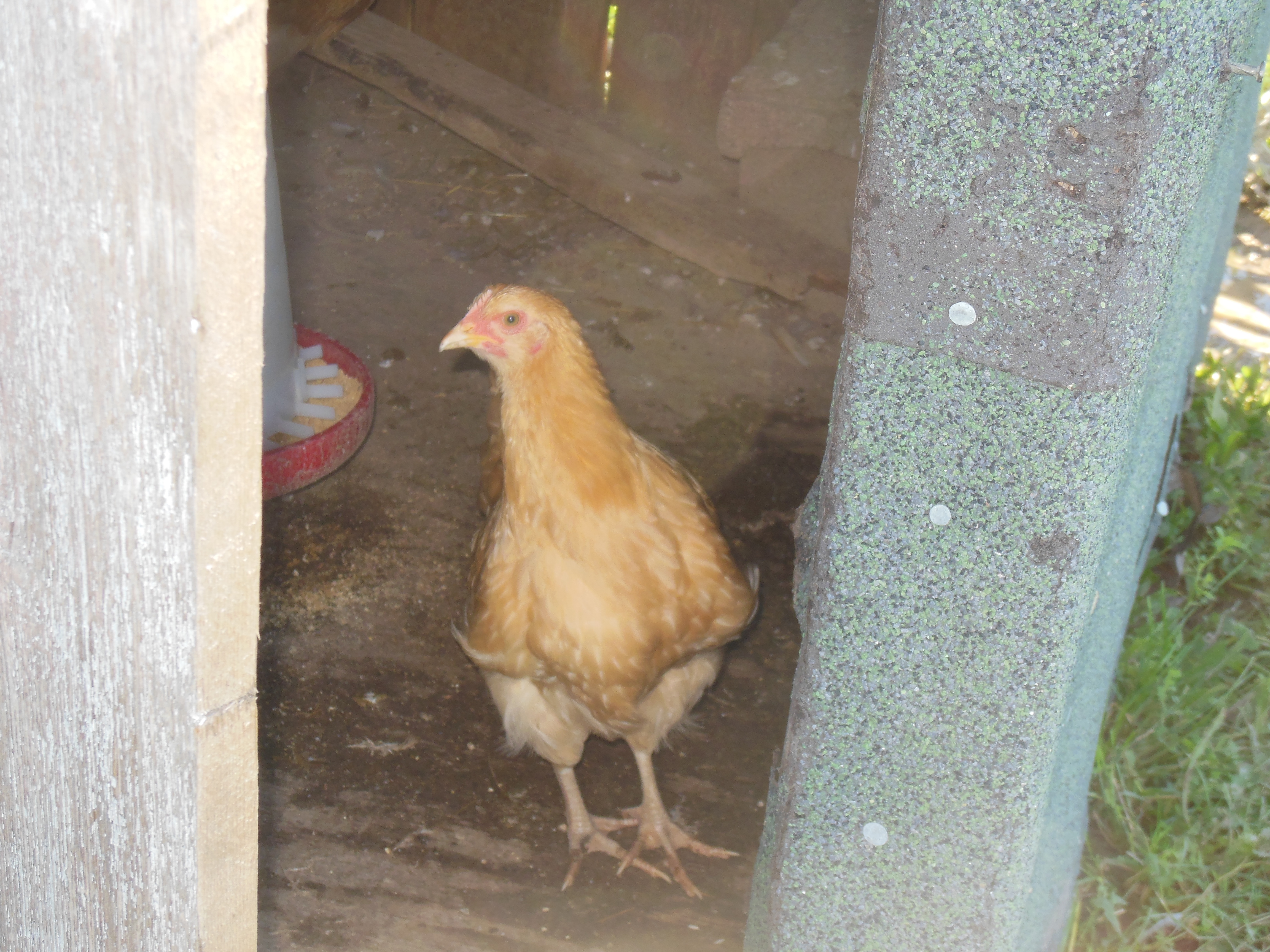 This is one of my Buff Orpingtons