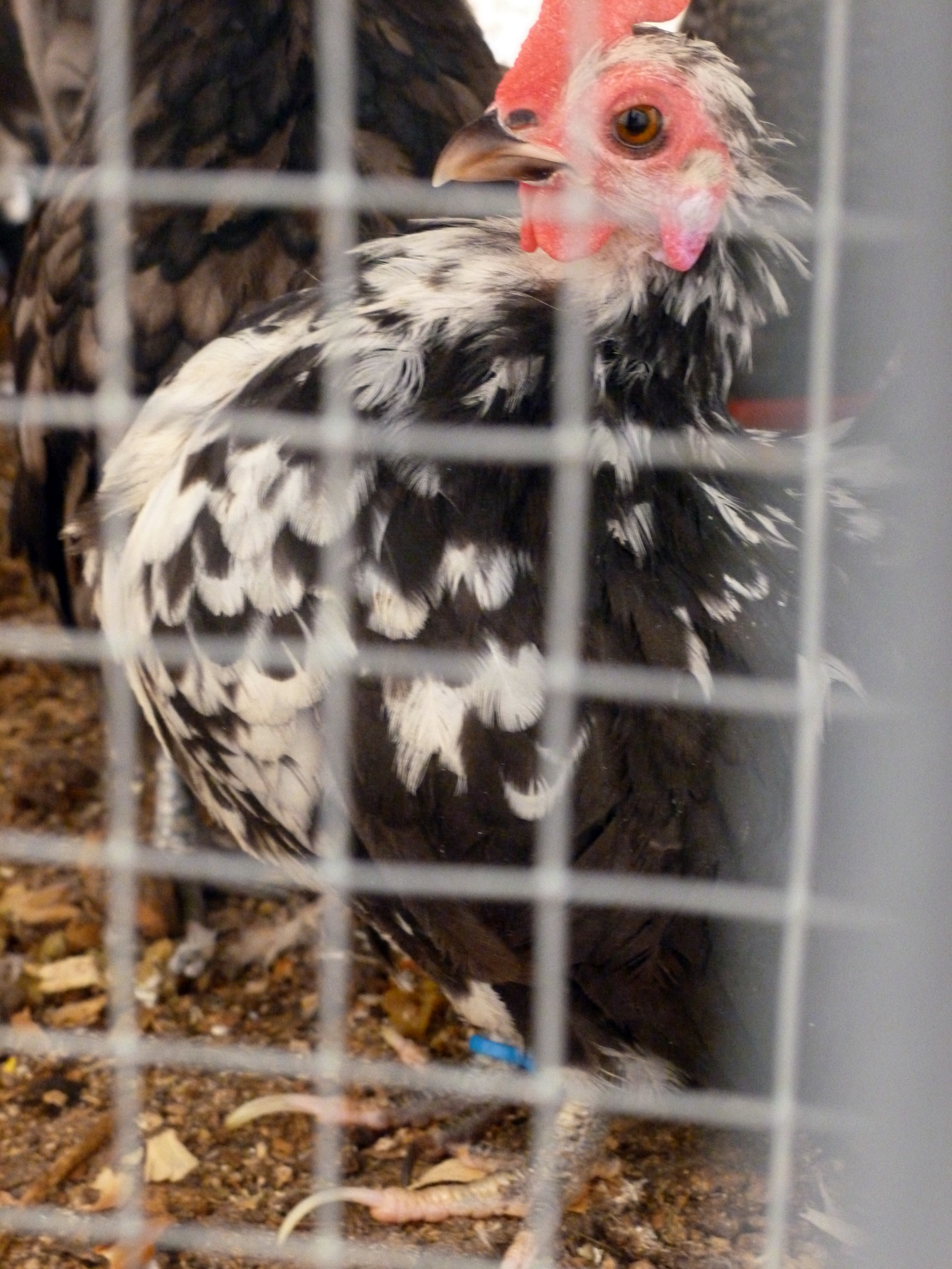 This is one of my favorite birds, tiny, double breasted, when she stands its amazing...she is one of my littlest reproducing hens. She is straight McDonald line, no cross in of any new line blood. This is why she is very small, the McDonald line brings in the very small gene that we were able to isolate in this line, now on its many many generation development.