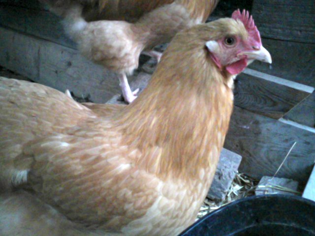 This is one of my favorite girls.  She's a Buff Orpington, and her name is Hen-Rietta.  She likes chest rubs & to be hand fed, and follows me everywhere like a little puppy.  :)