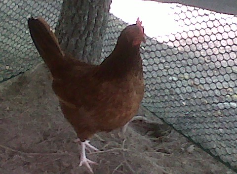 This is one of my girls. This picture was taken while they were in a temporary inclosure while their coop was cleaned.