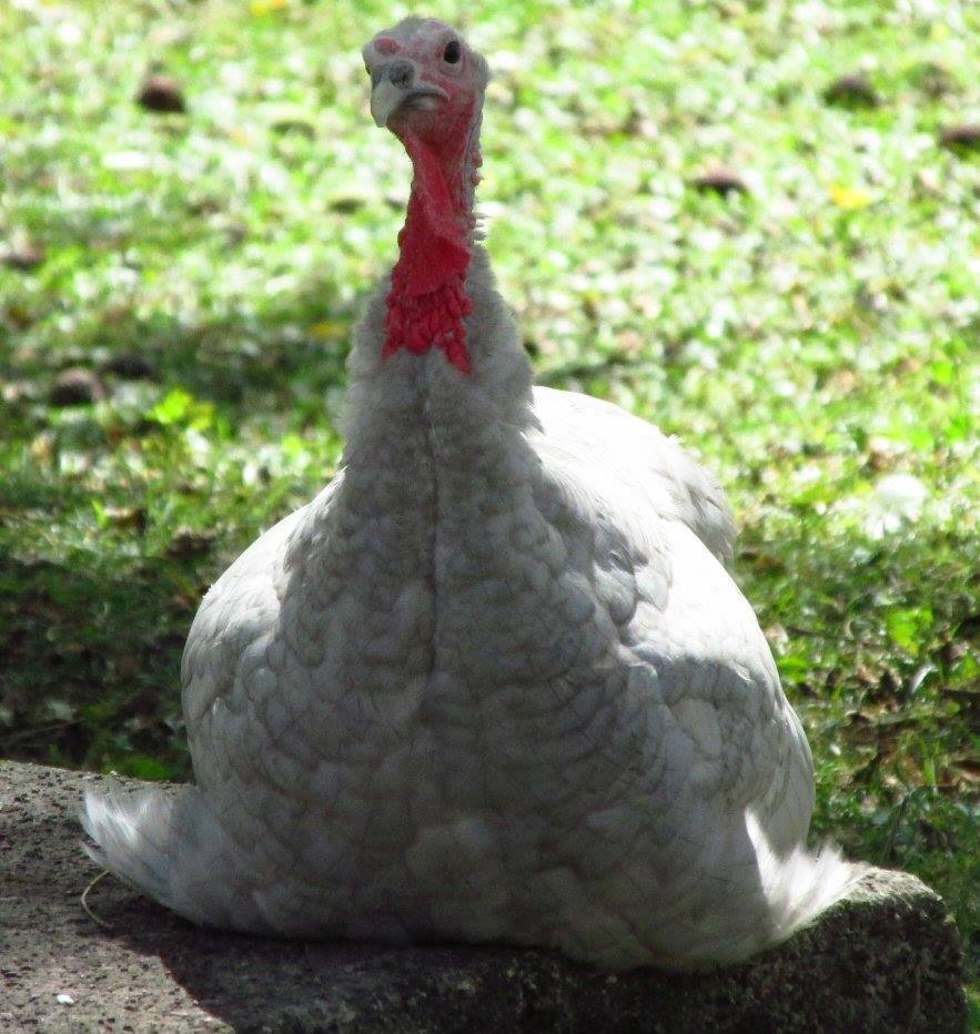 *
This is one of my slate blue turkeys. They are so sweet and faithfully follow me around like a dog