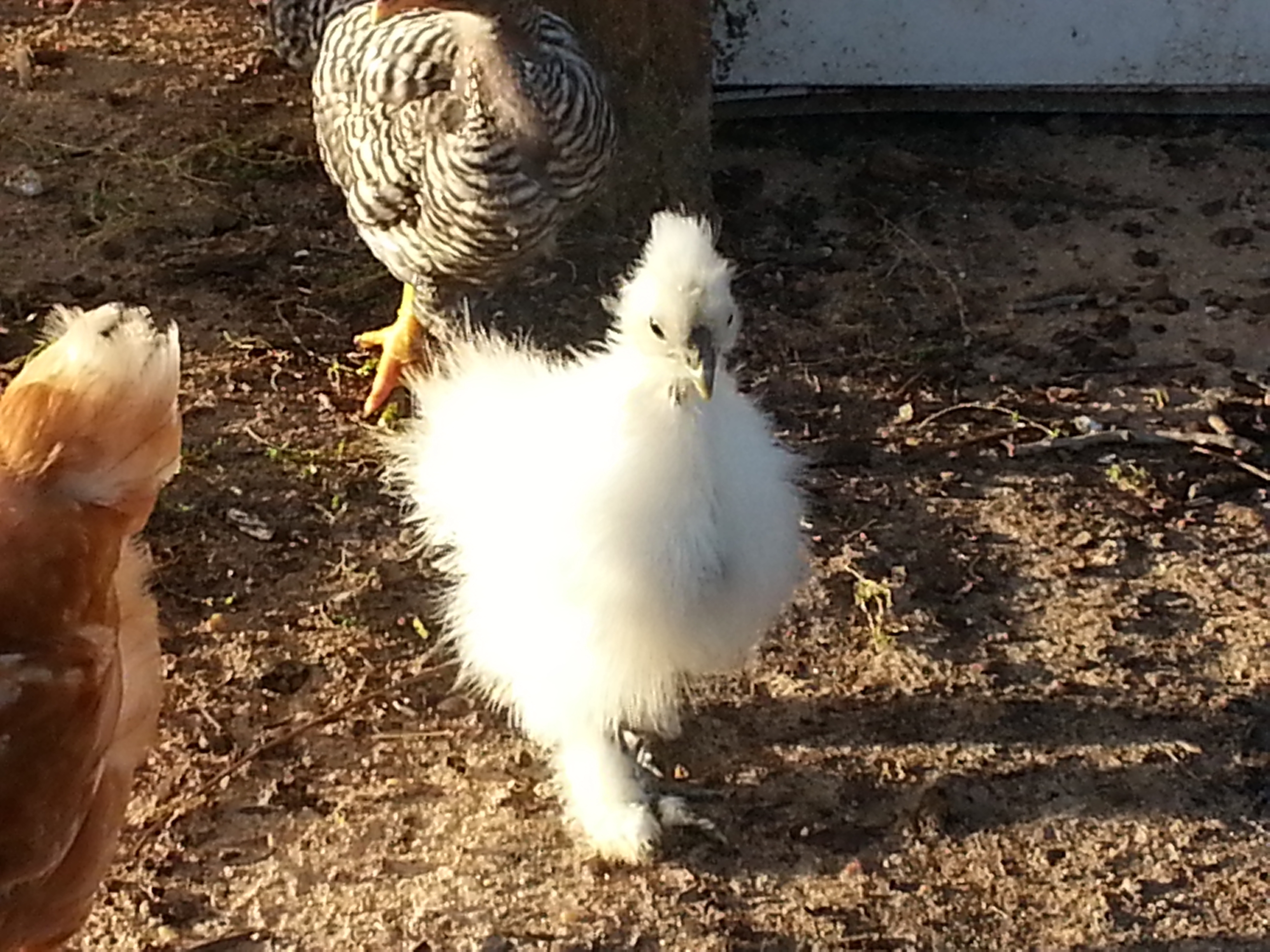 This is one of my two Silkies.  This is my first year of raising chickens and I am loving it!  My pretty little silkie strutting her stuff!