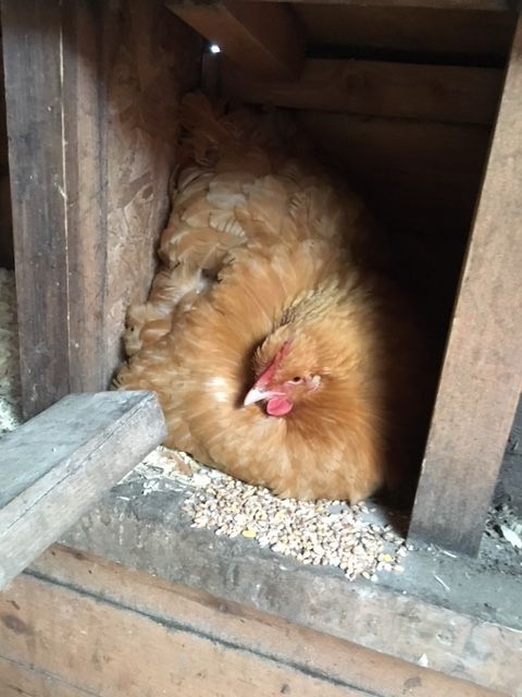 This is one of our Buff Orpington, she's so protective, she went broody 2 weeks before our other and I'm sure she'll be a great mother, she's giant so we've managed to put 11 eggs under her comfortably!
