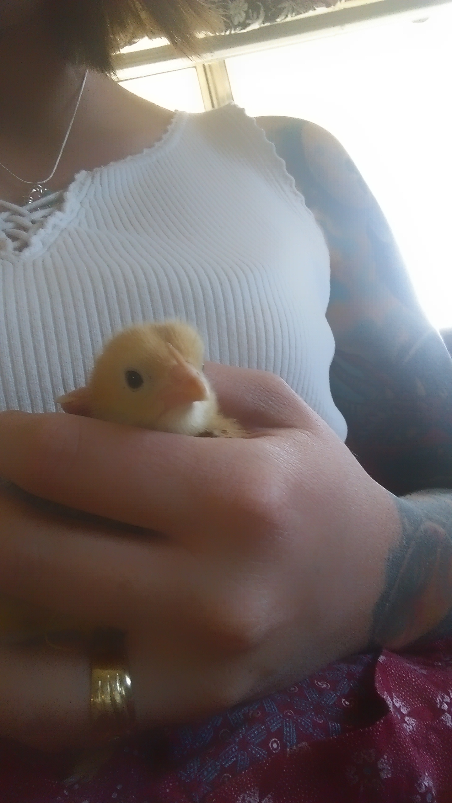 This is one of our colden sexlinksa couple days after we brought them home.
