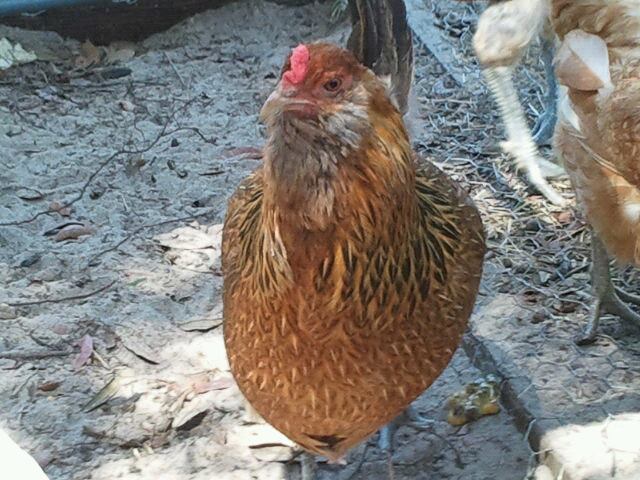 This is one of our Hens