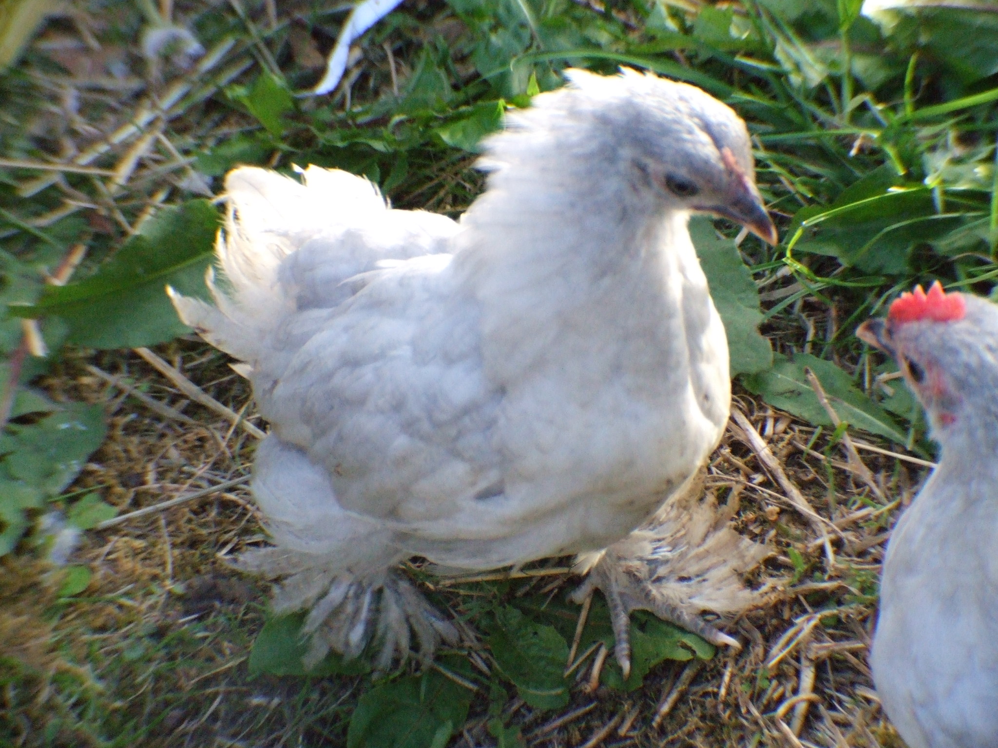 this is one of our lavenders fronting up to one of the other hens, perfect capture on my fathers part haha