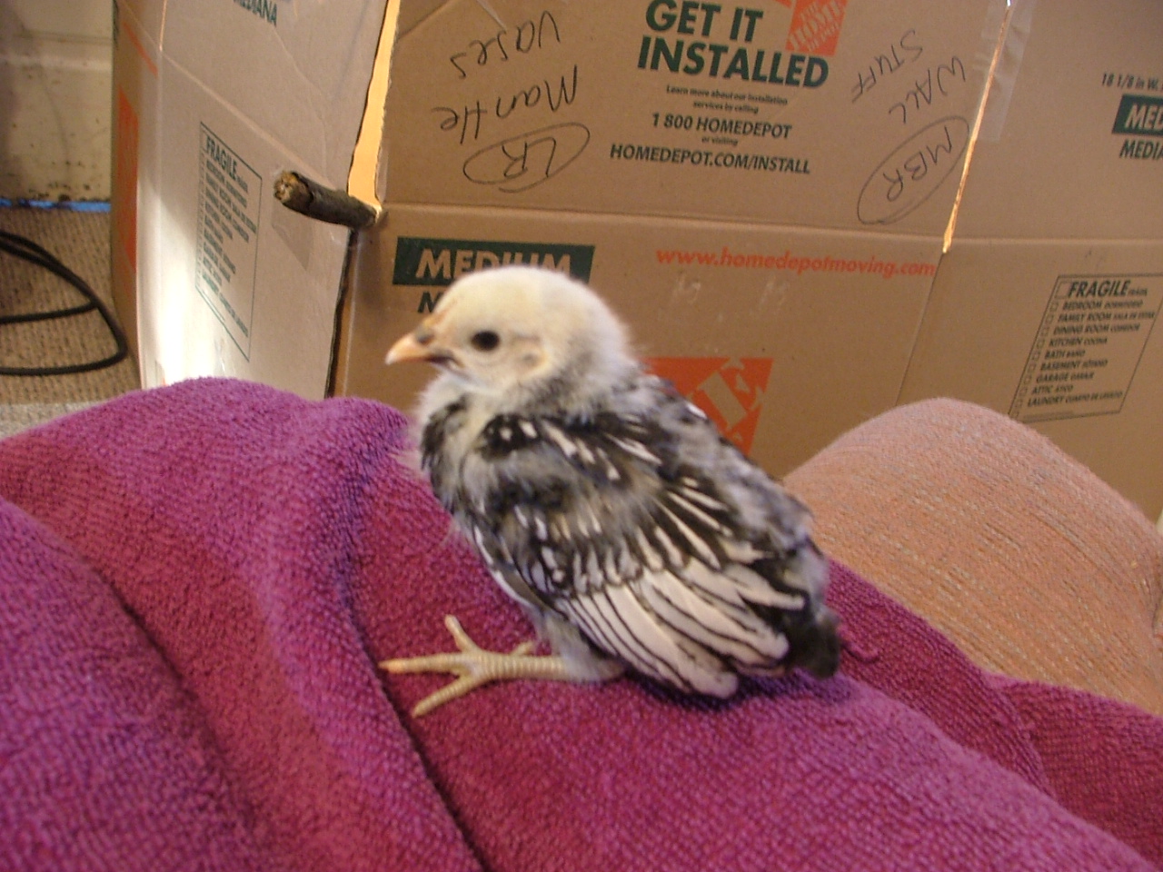 This is one of our new chicks! She is a Silver Laced Sebright.