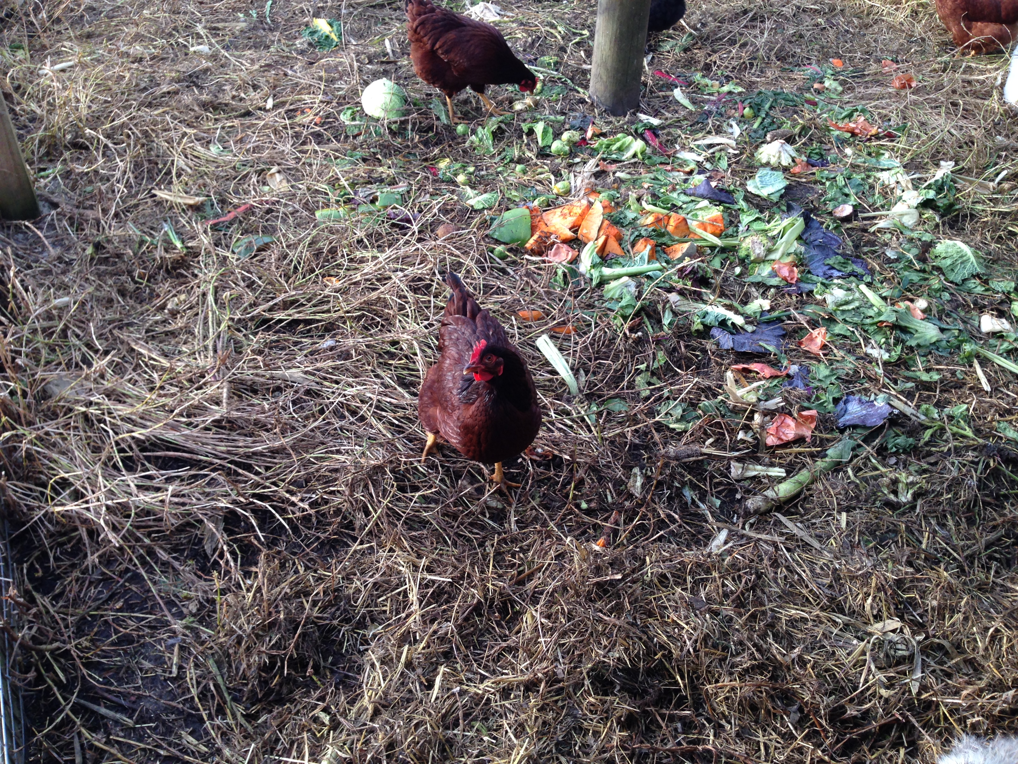 This is one of our Rhode Island Reds, Ruby