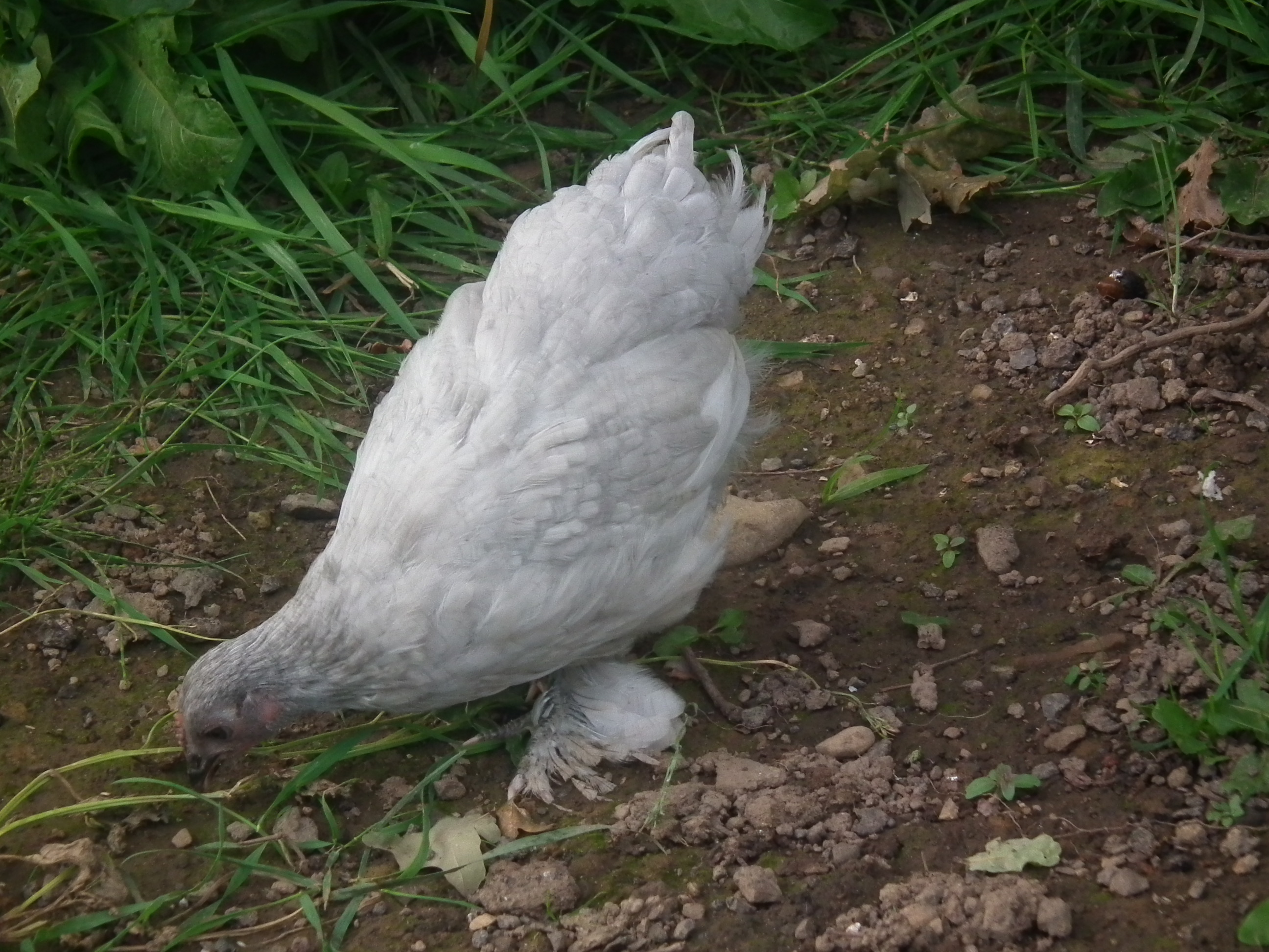 this is one of our youngest lavender hens.