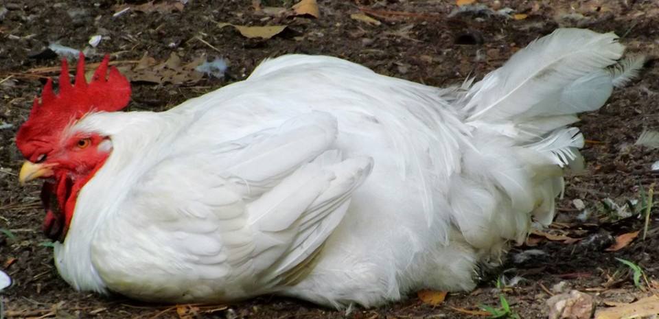 *
This is one of the 25 pound composite chickens hatched at school in May...