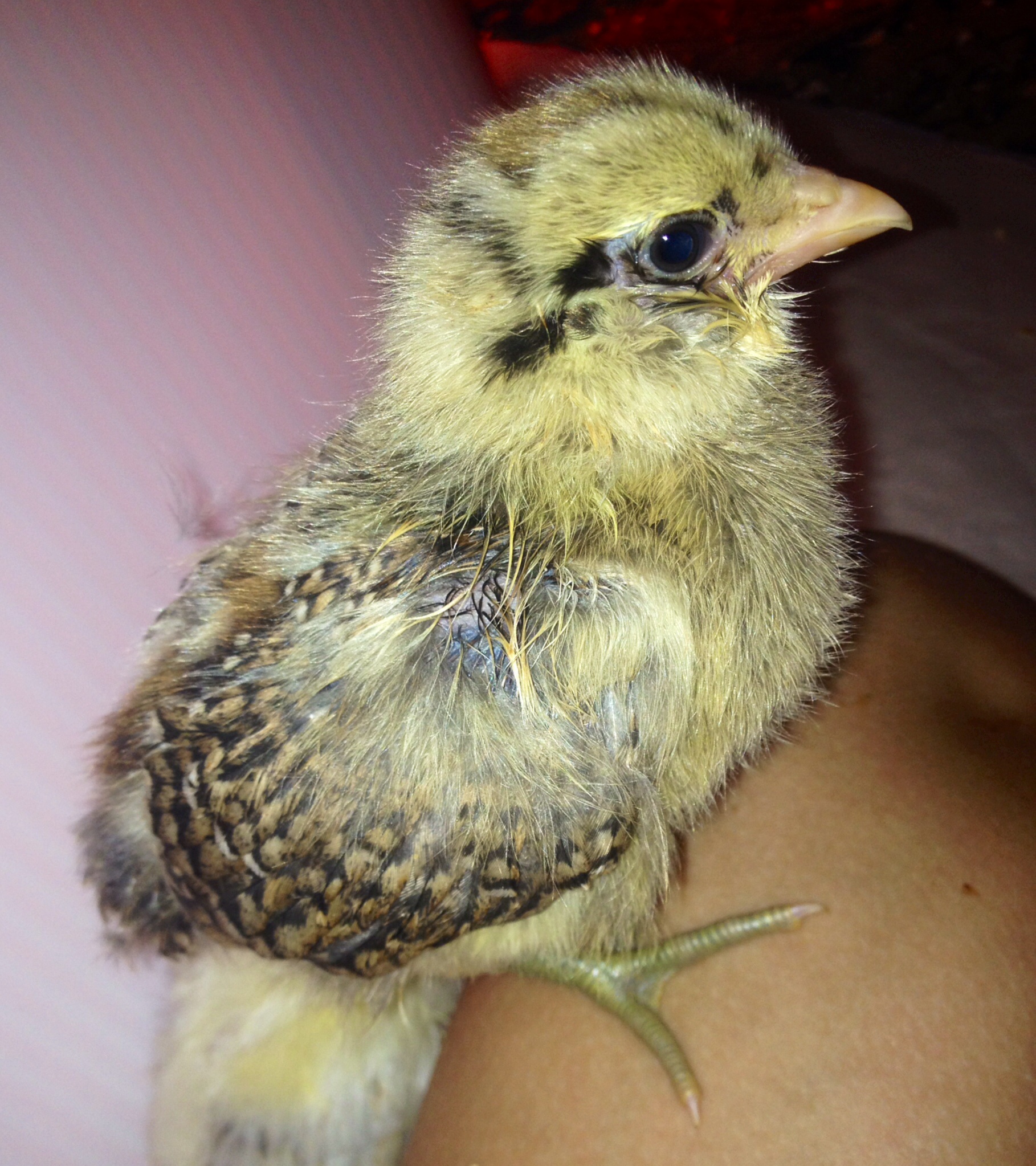 This is one of the americaunas, she got her eye pecked :( treating her with polysporin. she'll be alright. She is second friendliest.