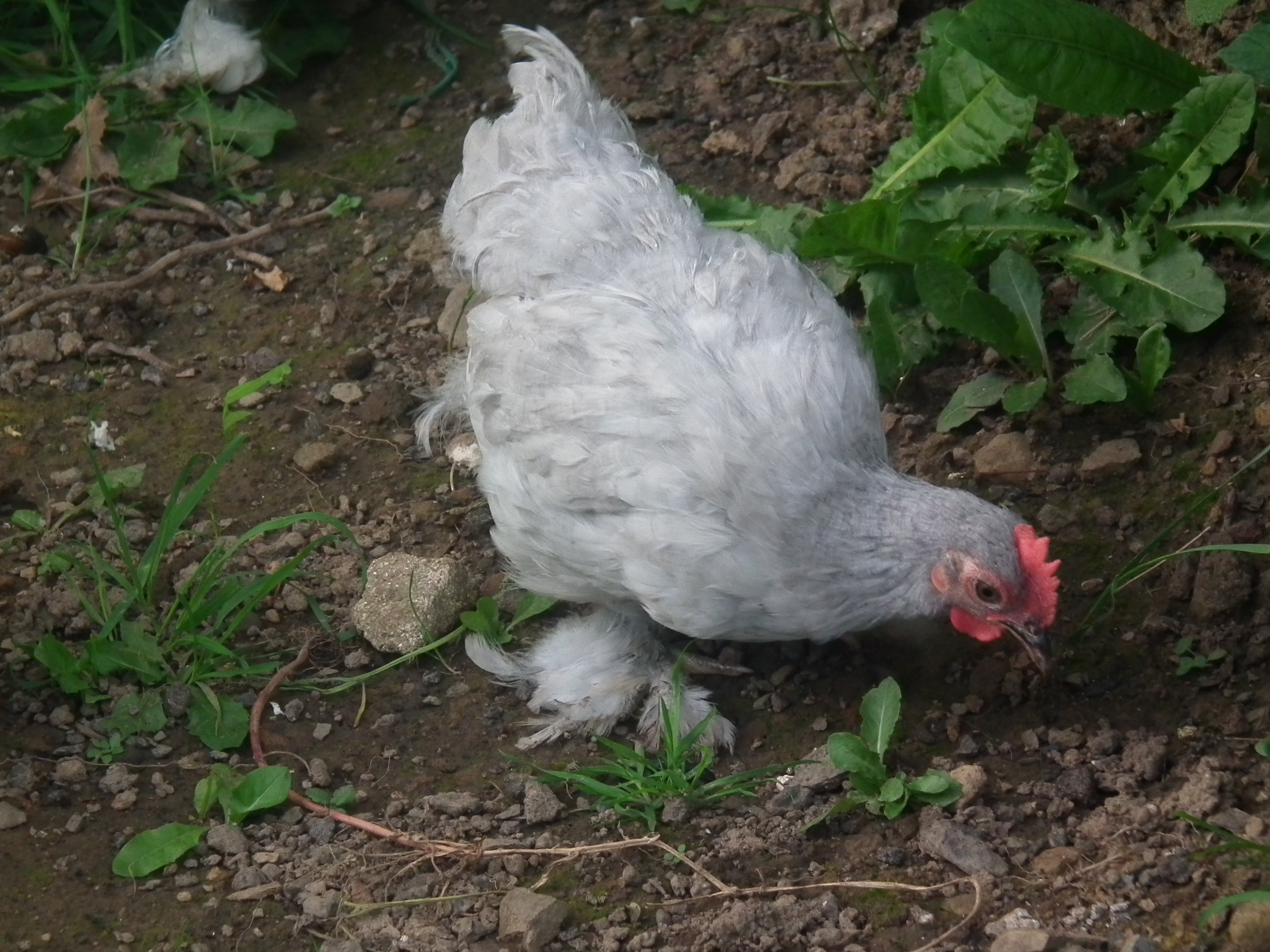 this is one of the bossiest hens that we have on the lavender side haha