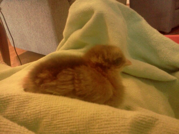 This is one of the brown chicks they told me are Ameracauanas. I really think they are an Easter Egger but that's OK wtih us. 

Some of them are darker than the rest so the next few weeks should be interesting.