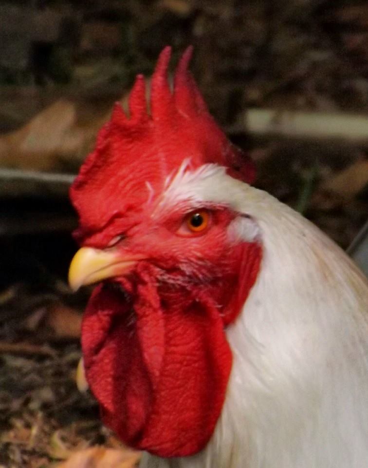 *
This is one of the composite chickens hatched at school on May 3rd.  It weighs almost 30 pounds, its two brothers and three sisters weigh between 20 and 30 pounds, too....