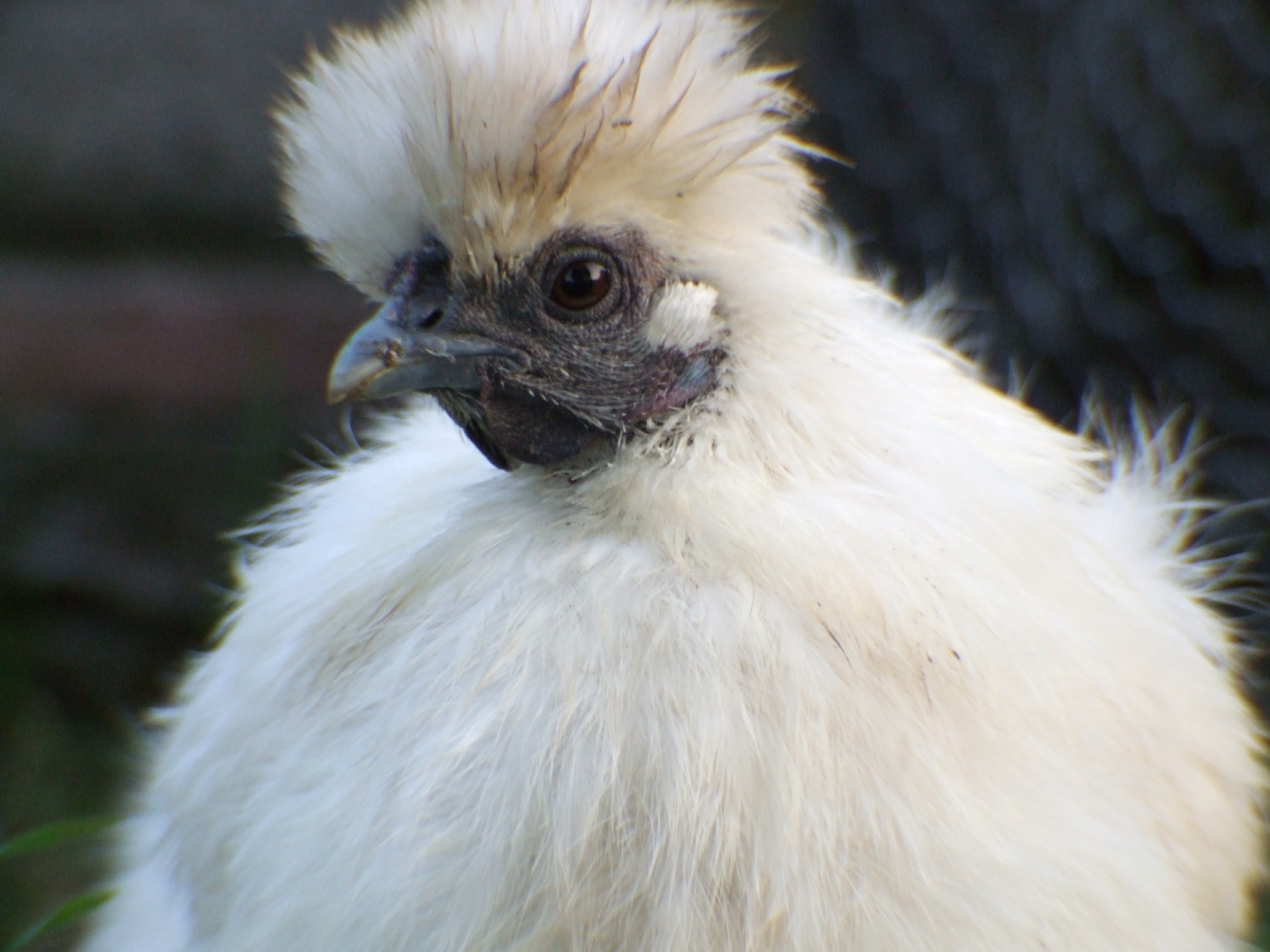 this is one of the many photos that we have of flossy, she is a lovely chicken, even if she moans whenever someone picks her up haha