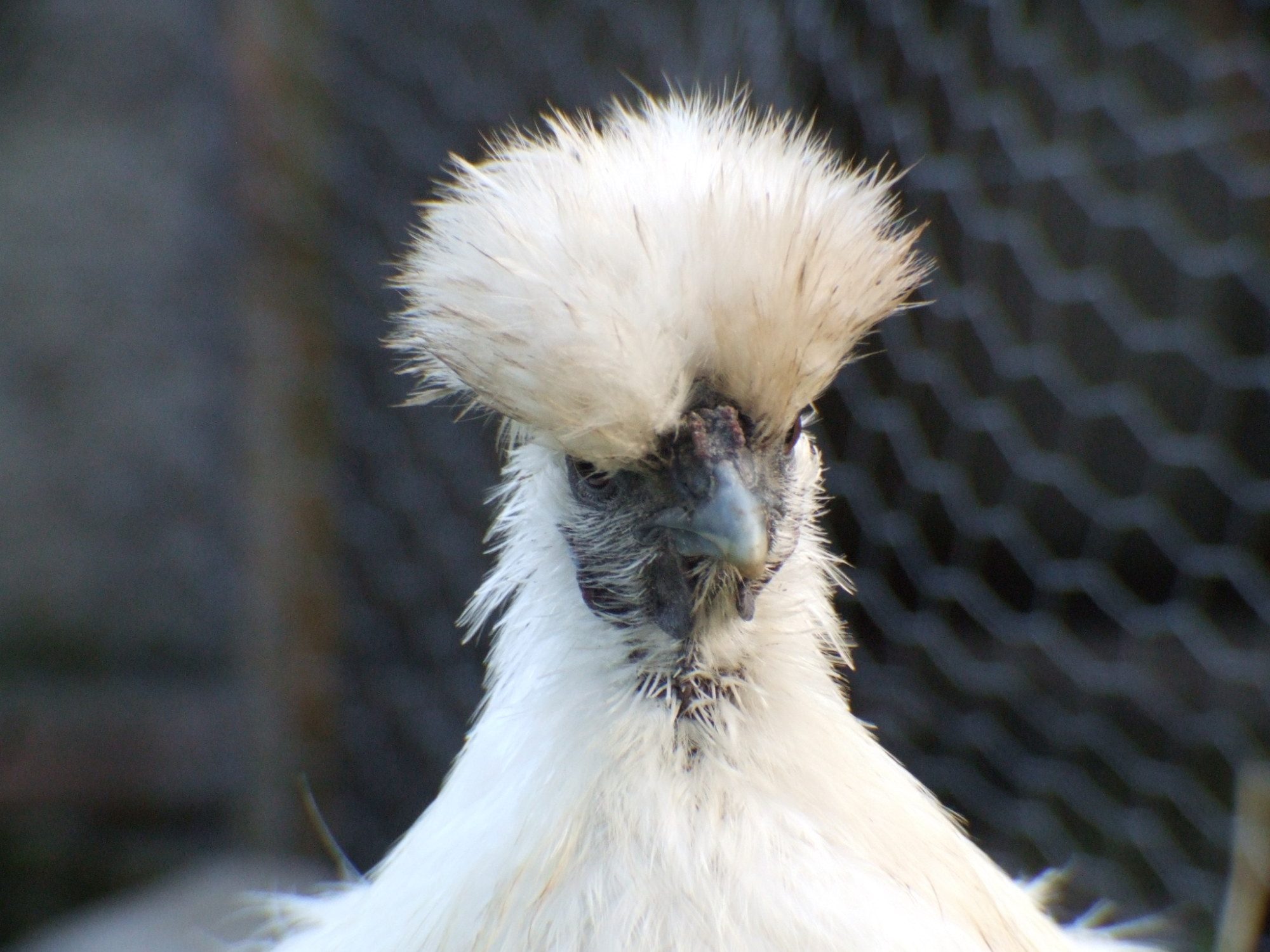 this is one of the many photos that we have of flossy, she is a lovely chicken, even if she moans whenever someone picks her up haha