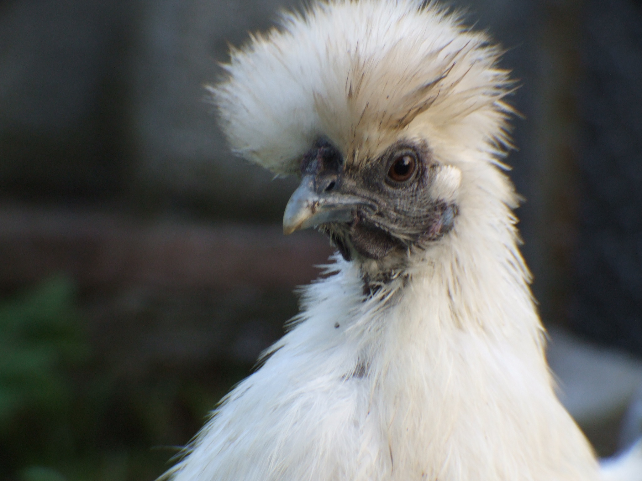 this is one of the many photos that we have of flossy, she is a lovely chicken, even if she moans whenever someone picks her up haha
