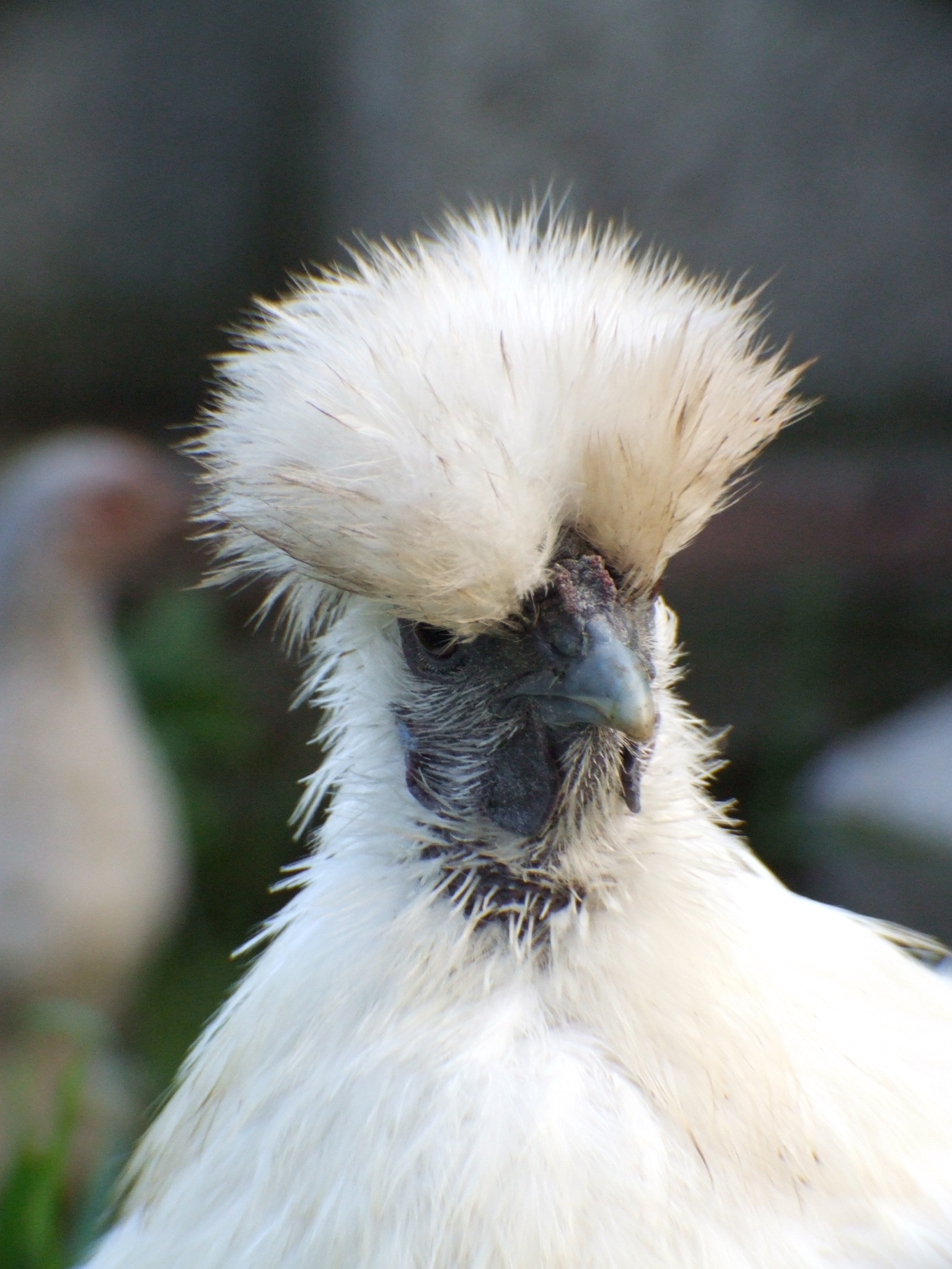 this is one of the many photos that we have of flossy, she is a lovely chicken, even if she moans whenever someone picks her up haha