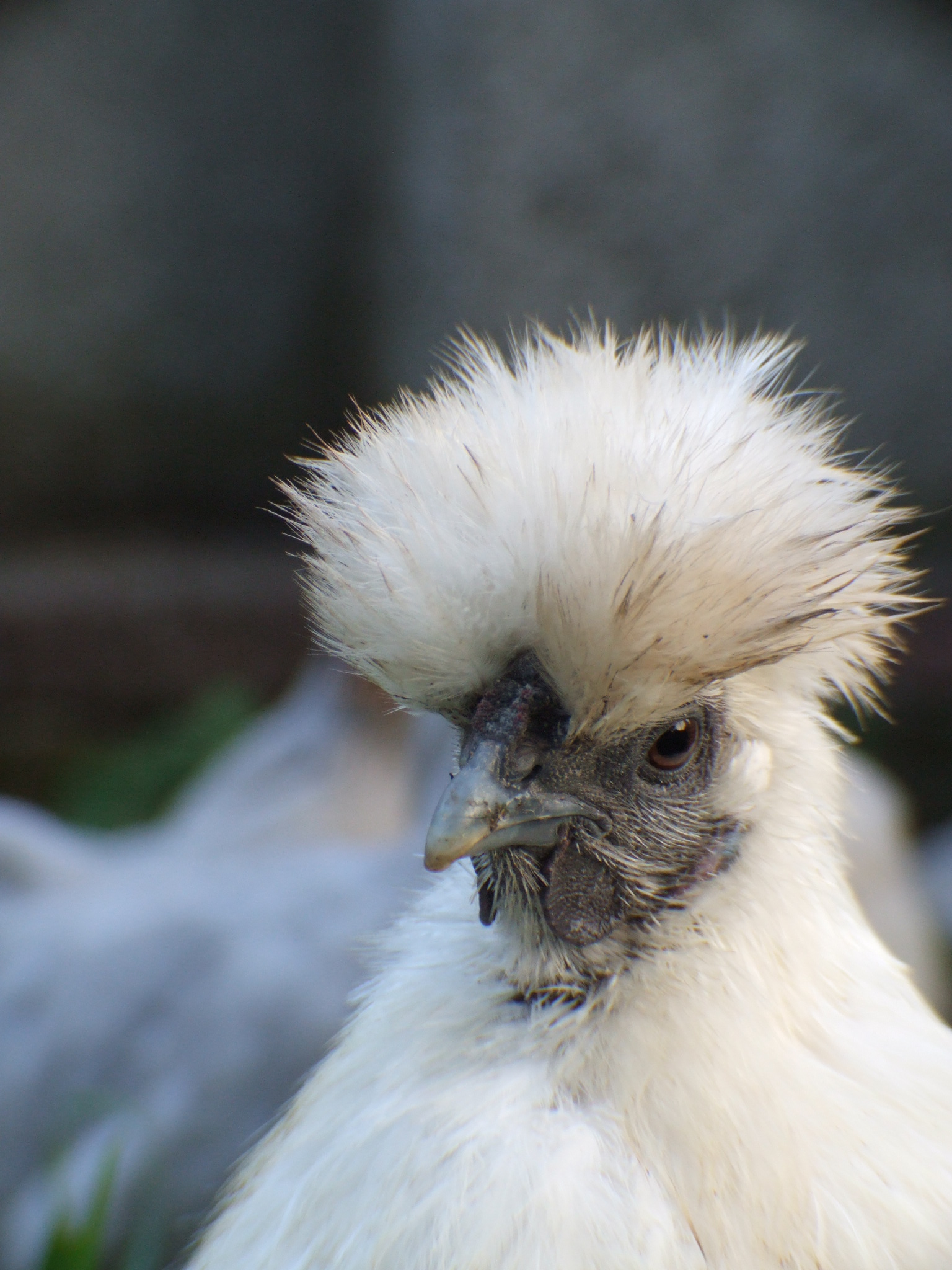 this is one of the many photos that we have of flossy, she is a lovely chicken, even if she moans whenever someone picks her up haha