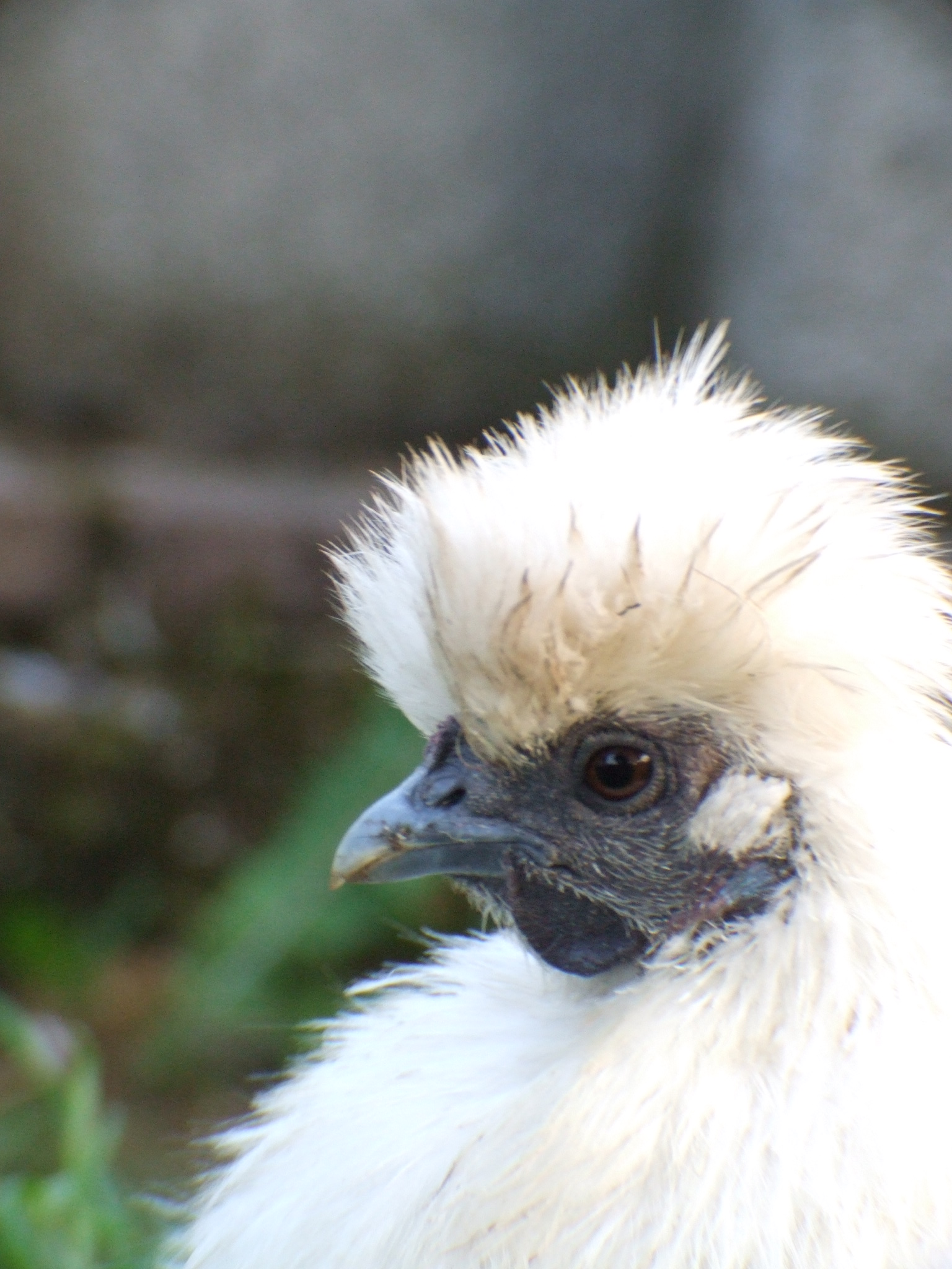 this is one of the many photos that we have of flossy, she is a lovely chicken, even if she moans whenever someone picks her up haha