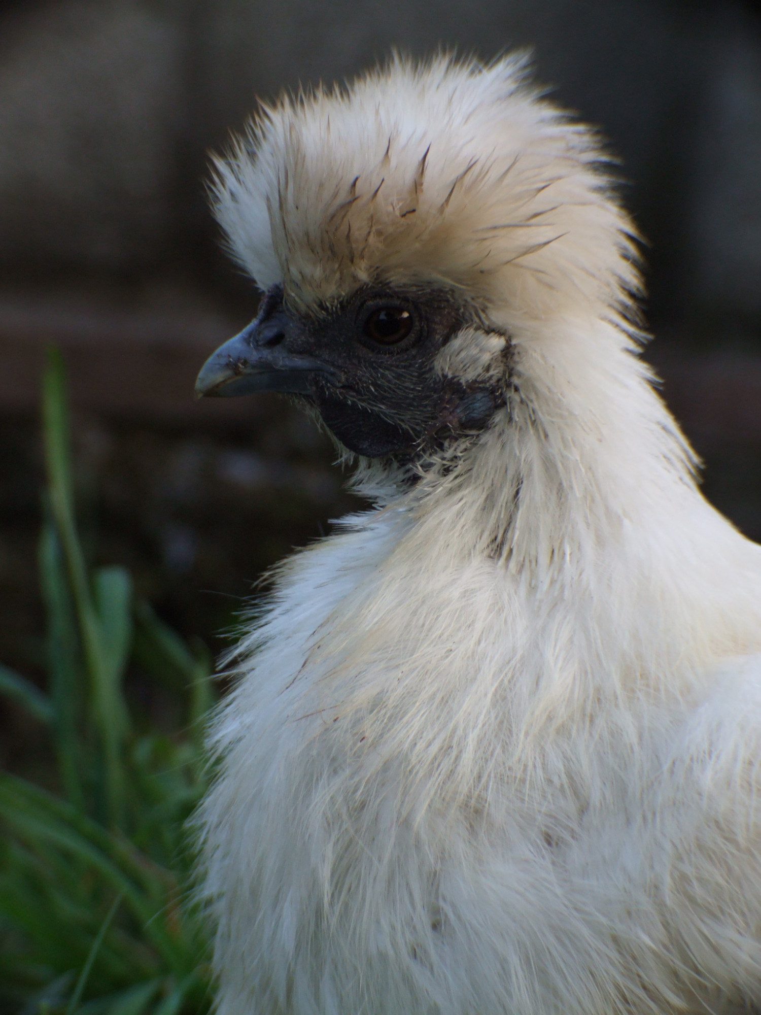 this is one of the many photos that we have of flossy, she is a lovely chicken, even if she moans whenever someone picks her up haha