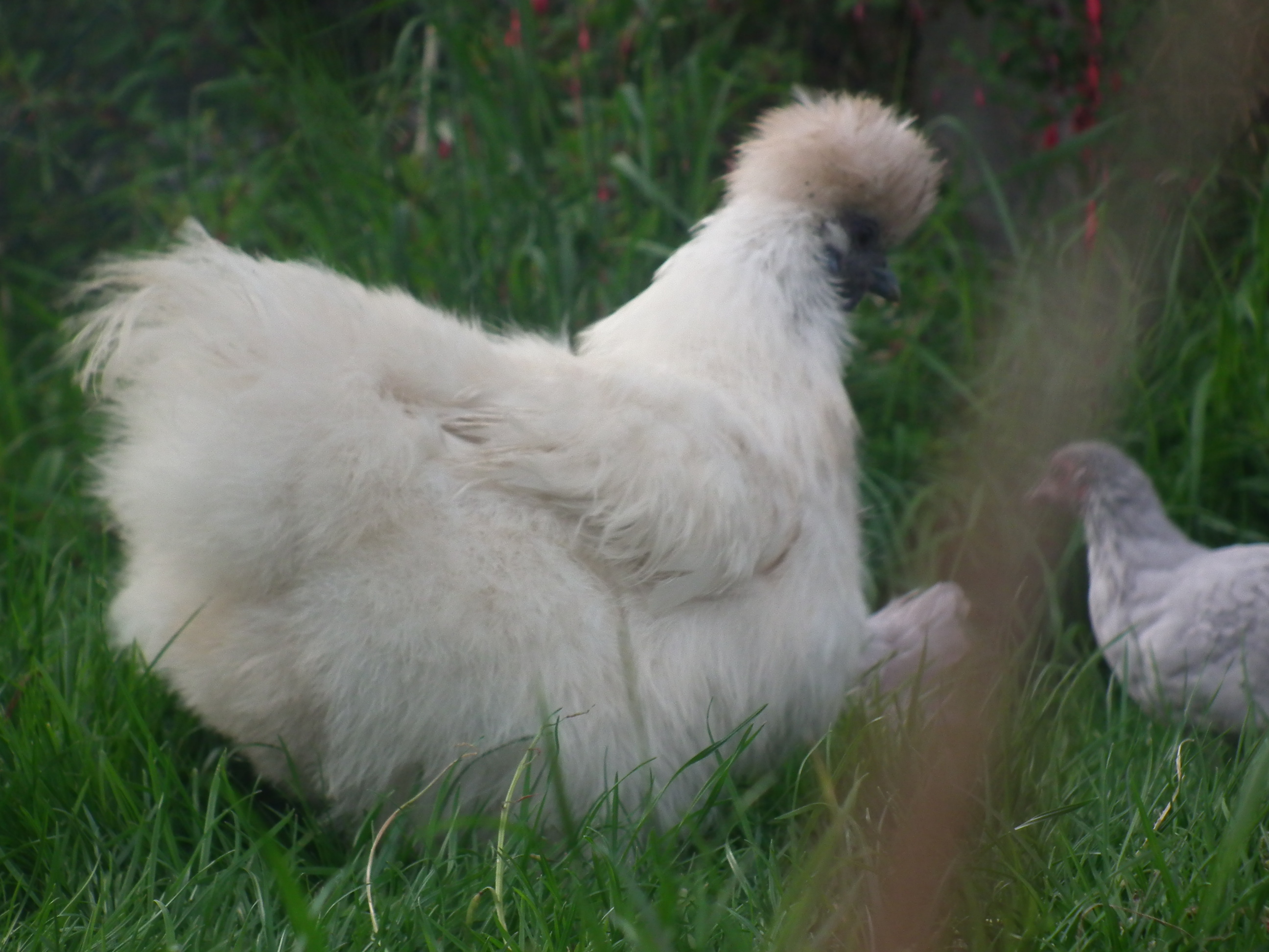 this is one of the many photos that we have of flossy, she is a lovely chicken, even if she moans whenever someone picks her up haha