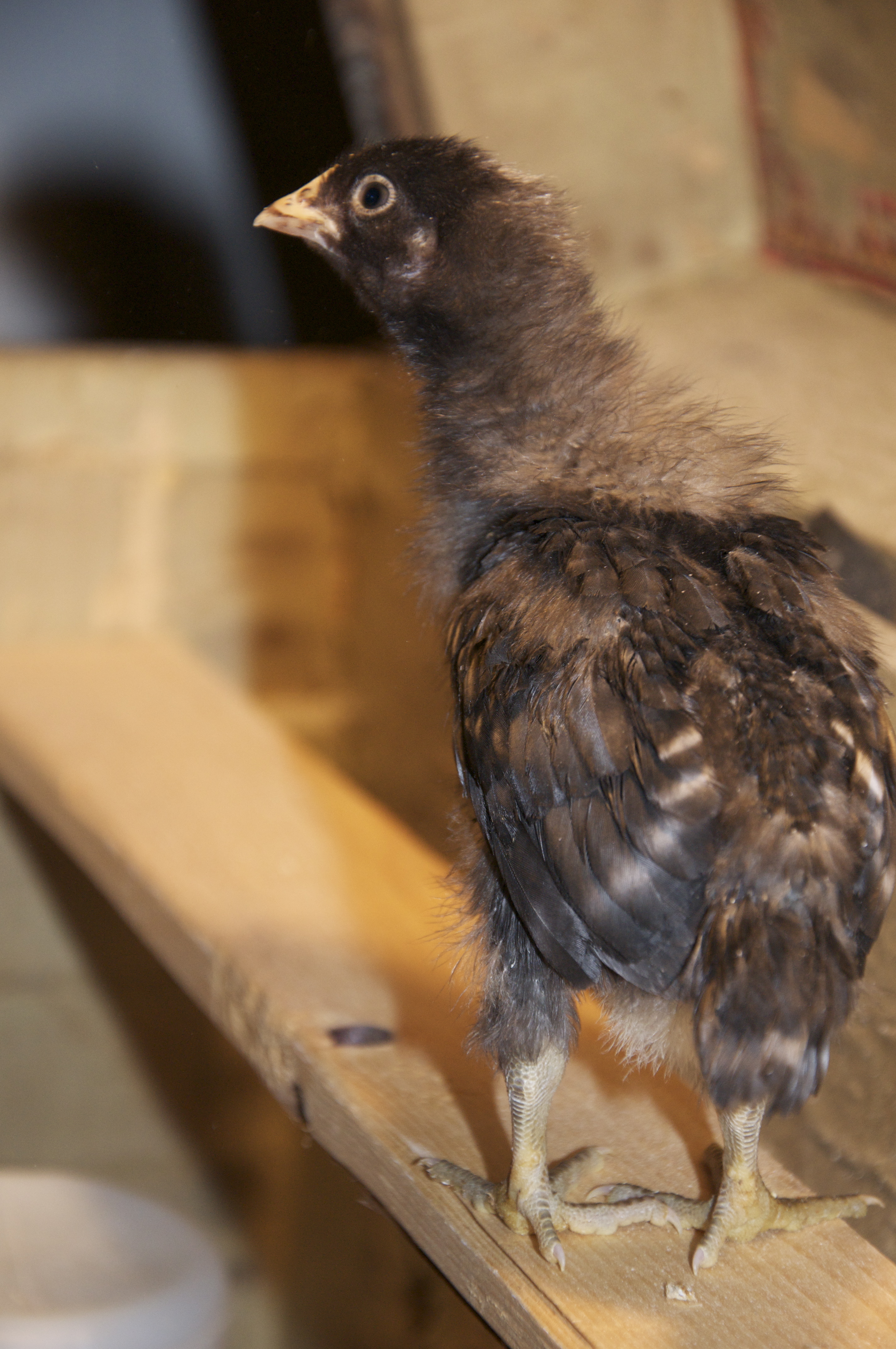 This is one of those I think is a pullet because of the darker colour?