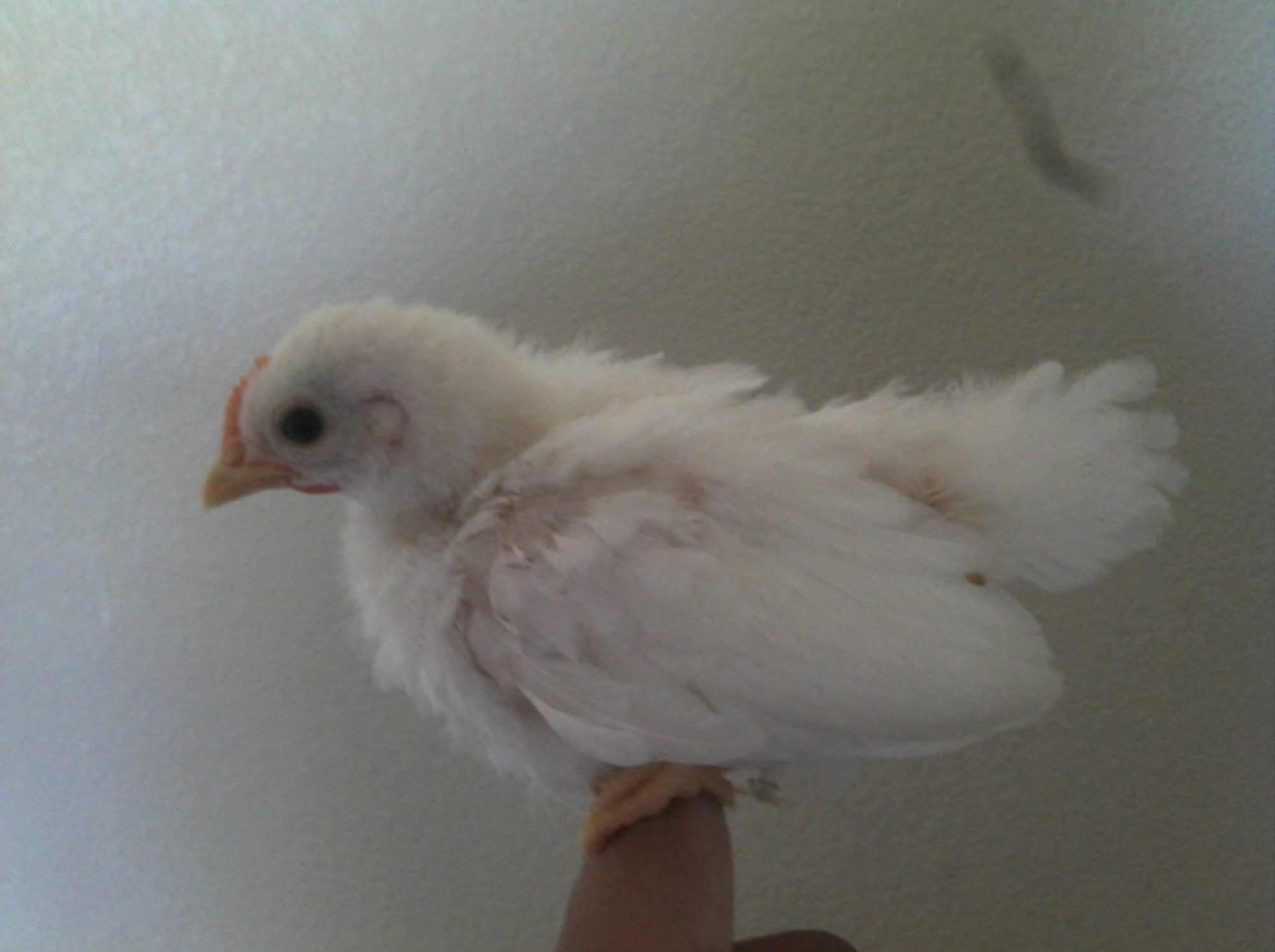 This is our alpha serema rooster , We named him Roach...