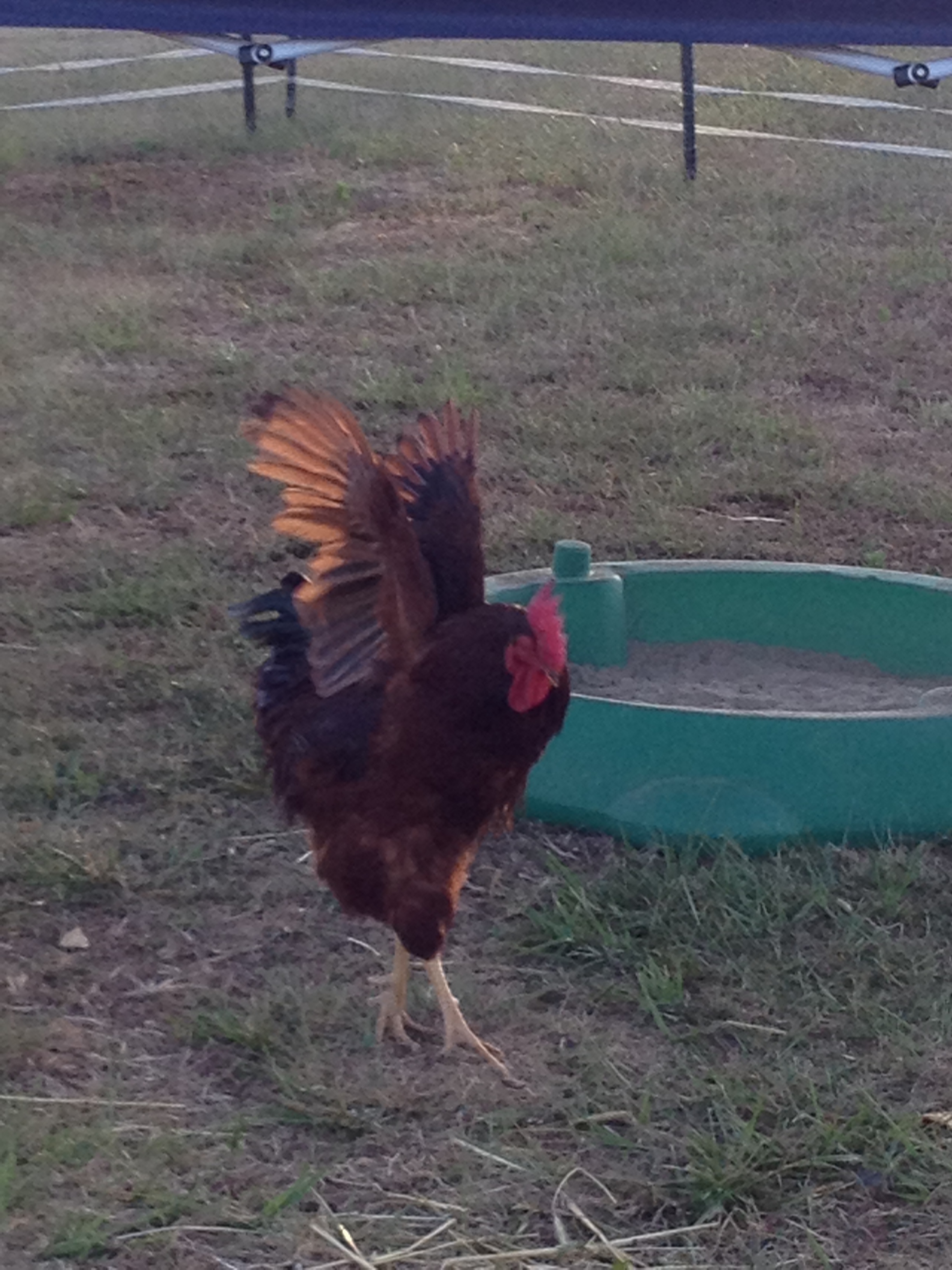This is our big boy Toby. . . such a show off!