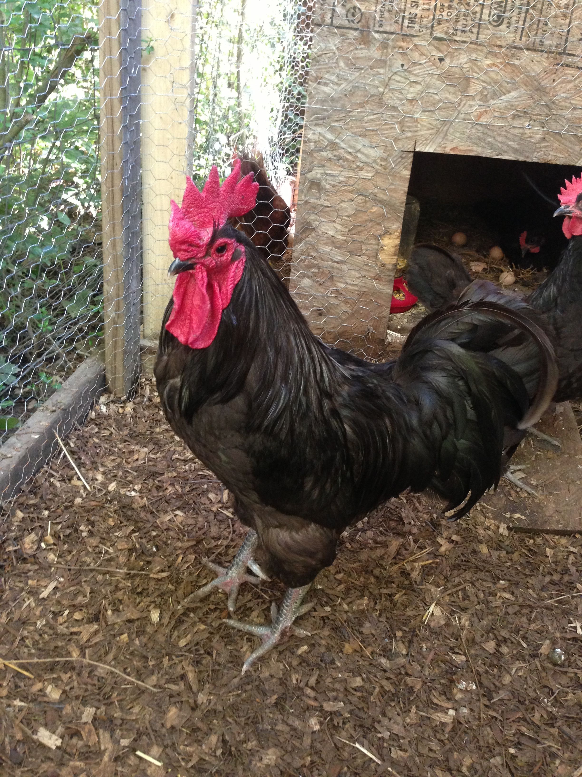 this is our black astrolorp roo