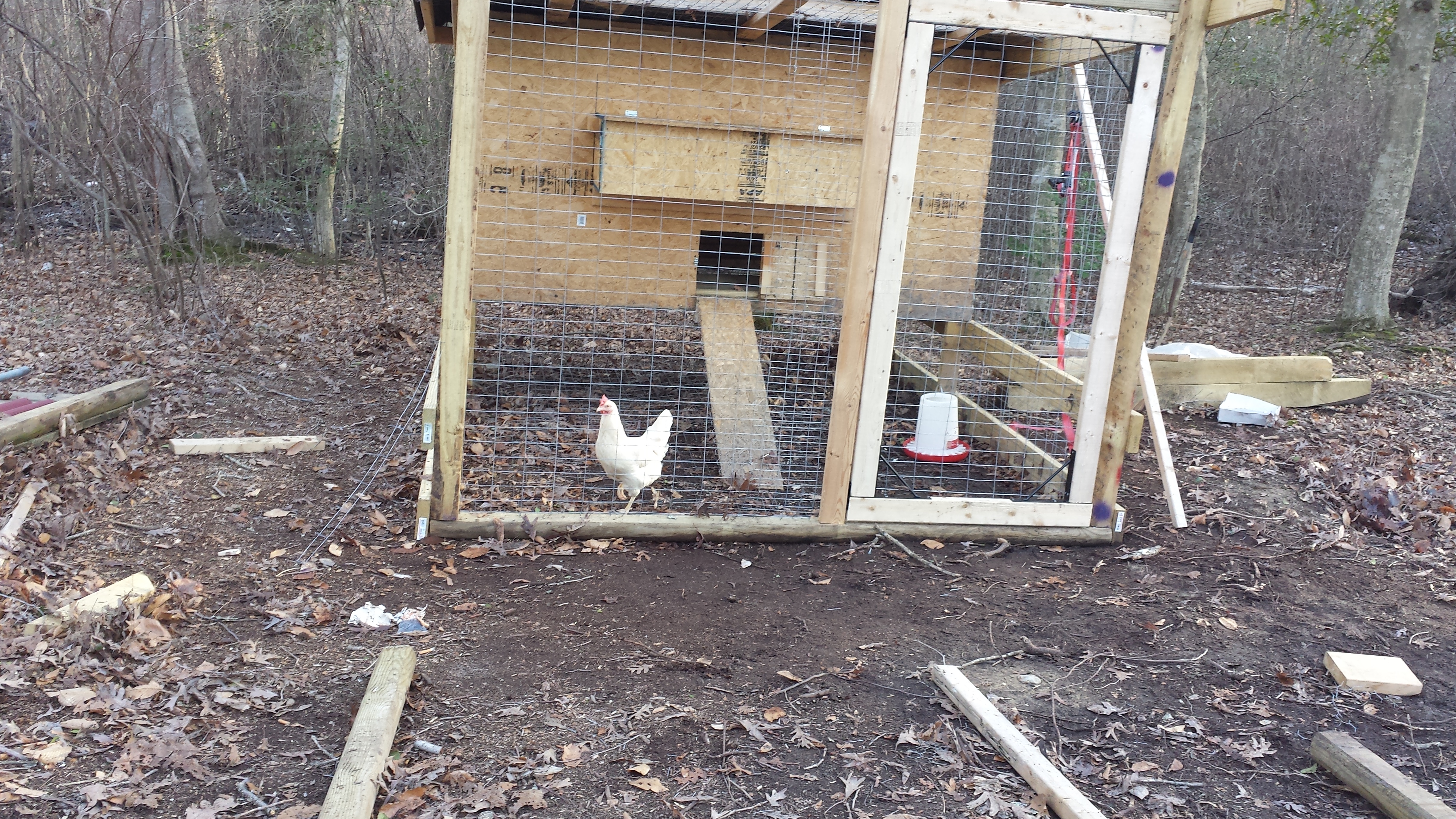 This is our coop shortly after we finished it. The chicken inside was our first, a Buff Orpington called Lucky bird.