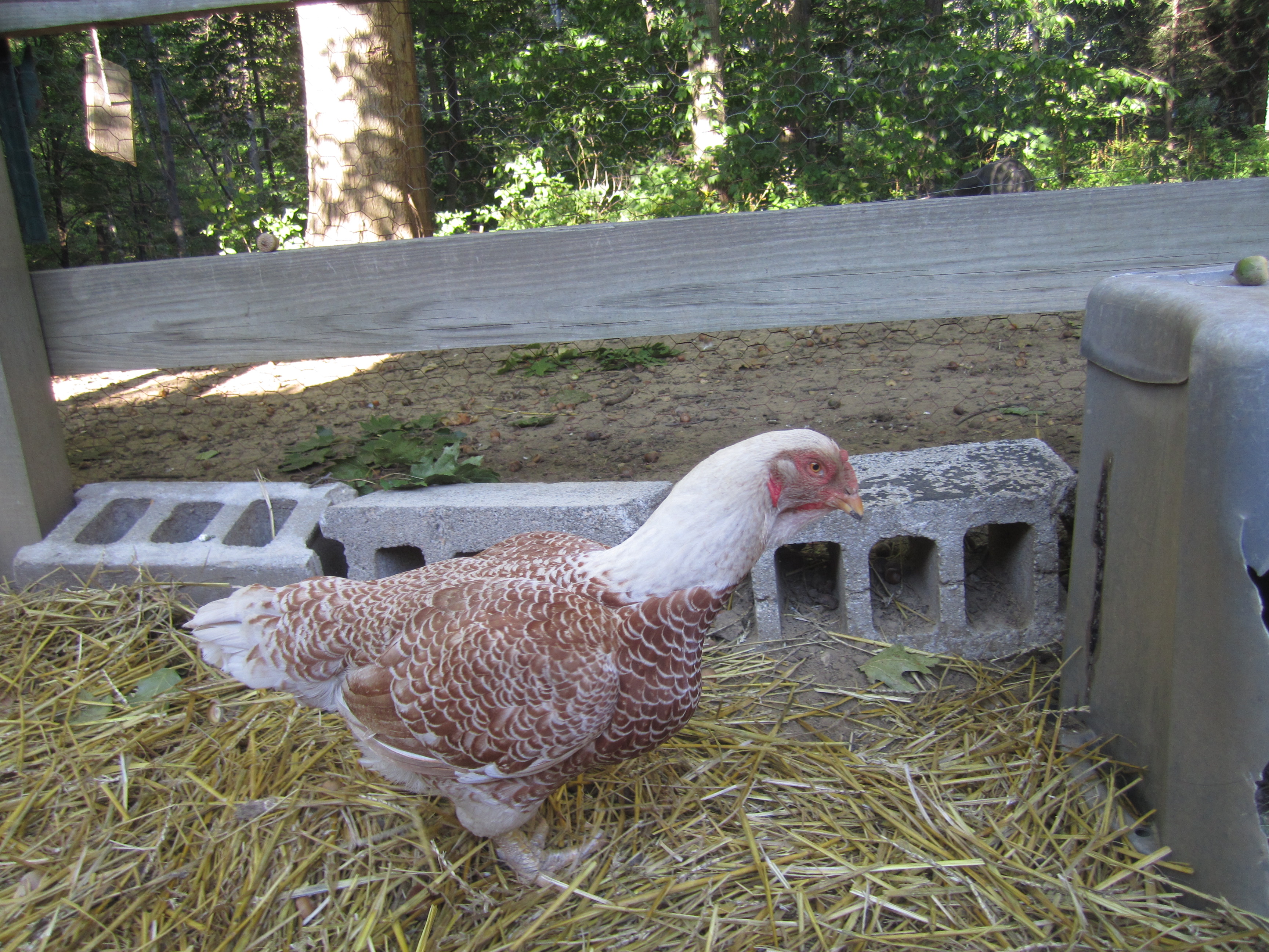 This is our Cornish, Turkey. She is dead now.