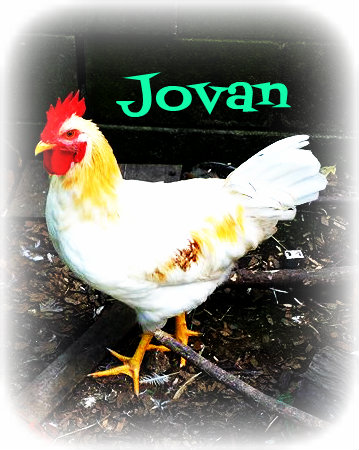 This is our Daddy Rooster, Jovan. He is very protective.
