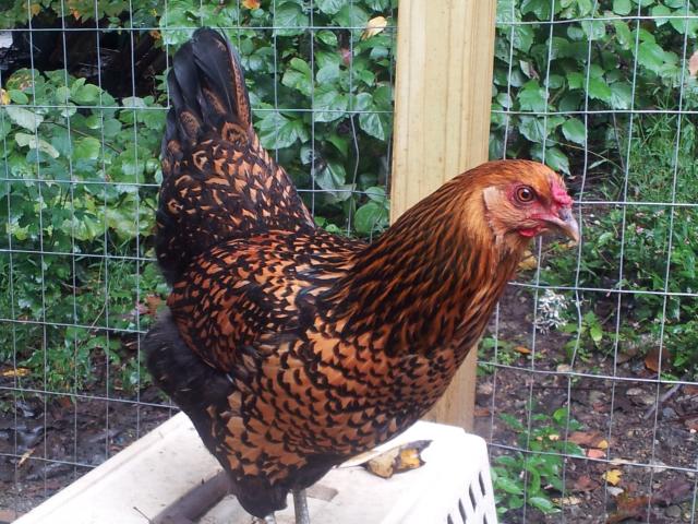 This is our EE McNugget.  We thought she was a Golden Wyandotte until we started getting green eggs.  She is by far our pretties girl.